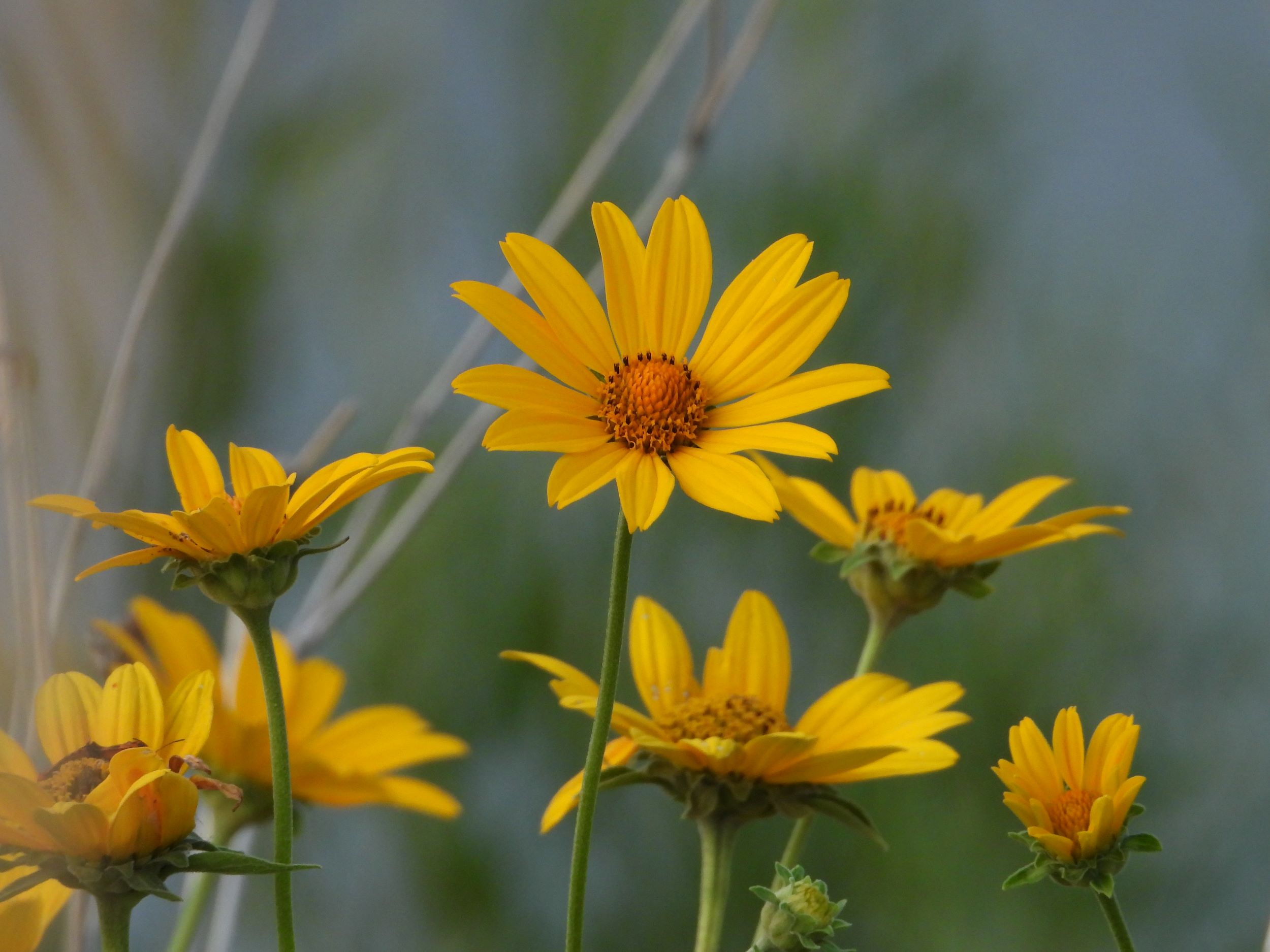 smooth oxeye (Heliopsis helianthoides) flower