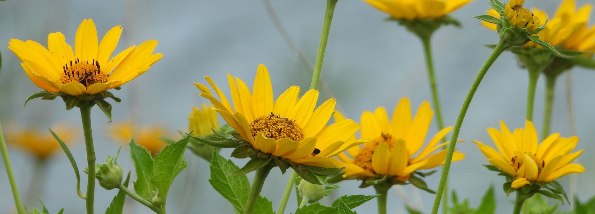 smooth oxeye (Heliopsis helianthoides) header