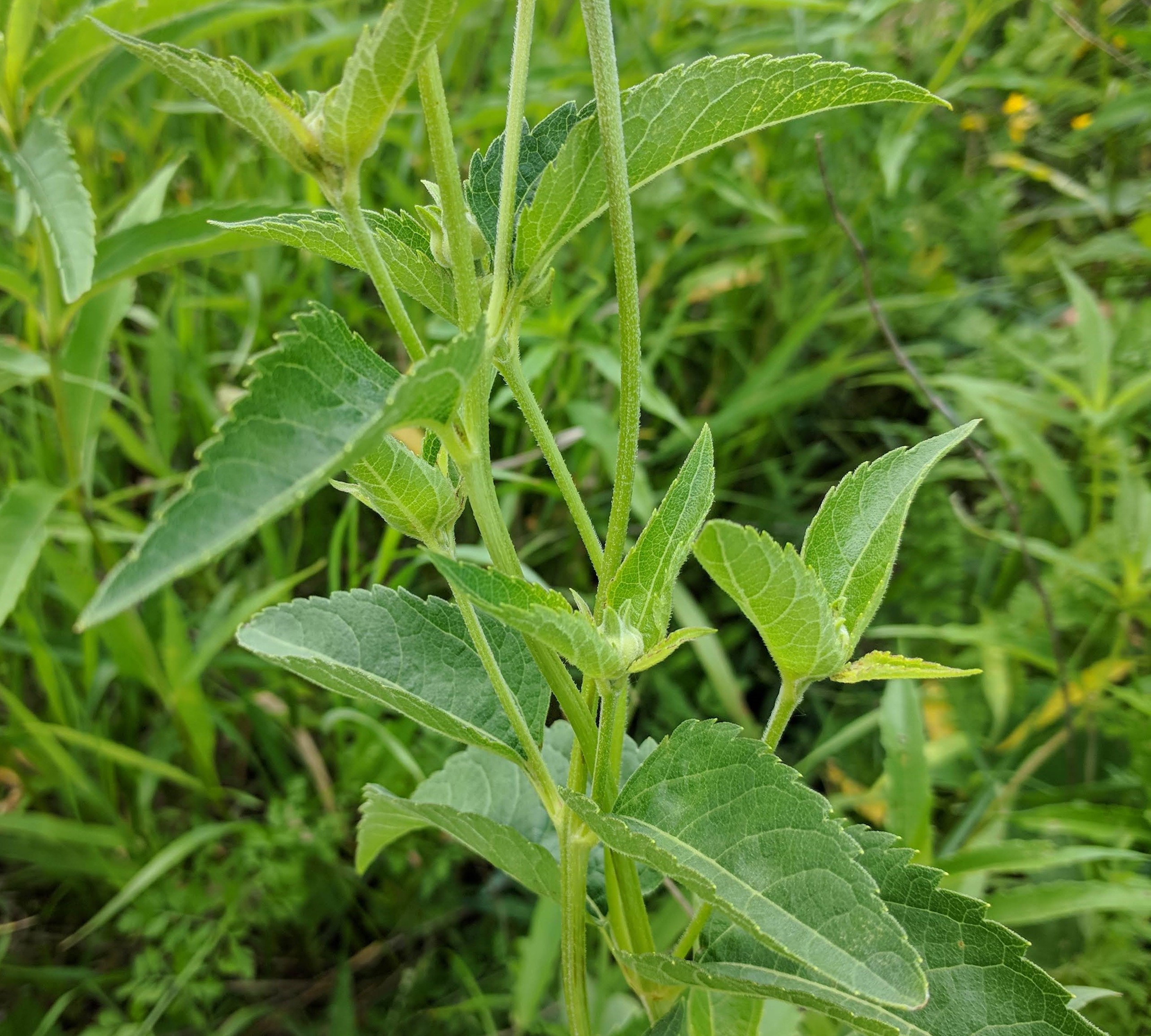 smooth oxeye (Heliopsis helianthoides) leaves