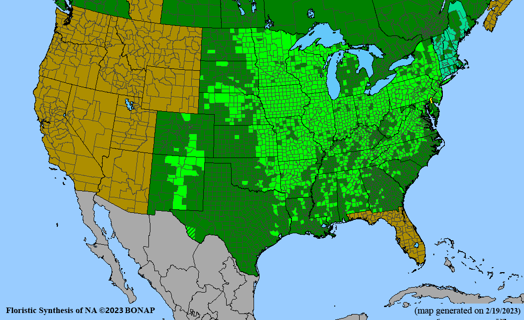 BONAP Map smooth oxeye (Heliopsis helianthoides)