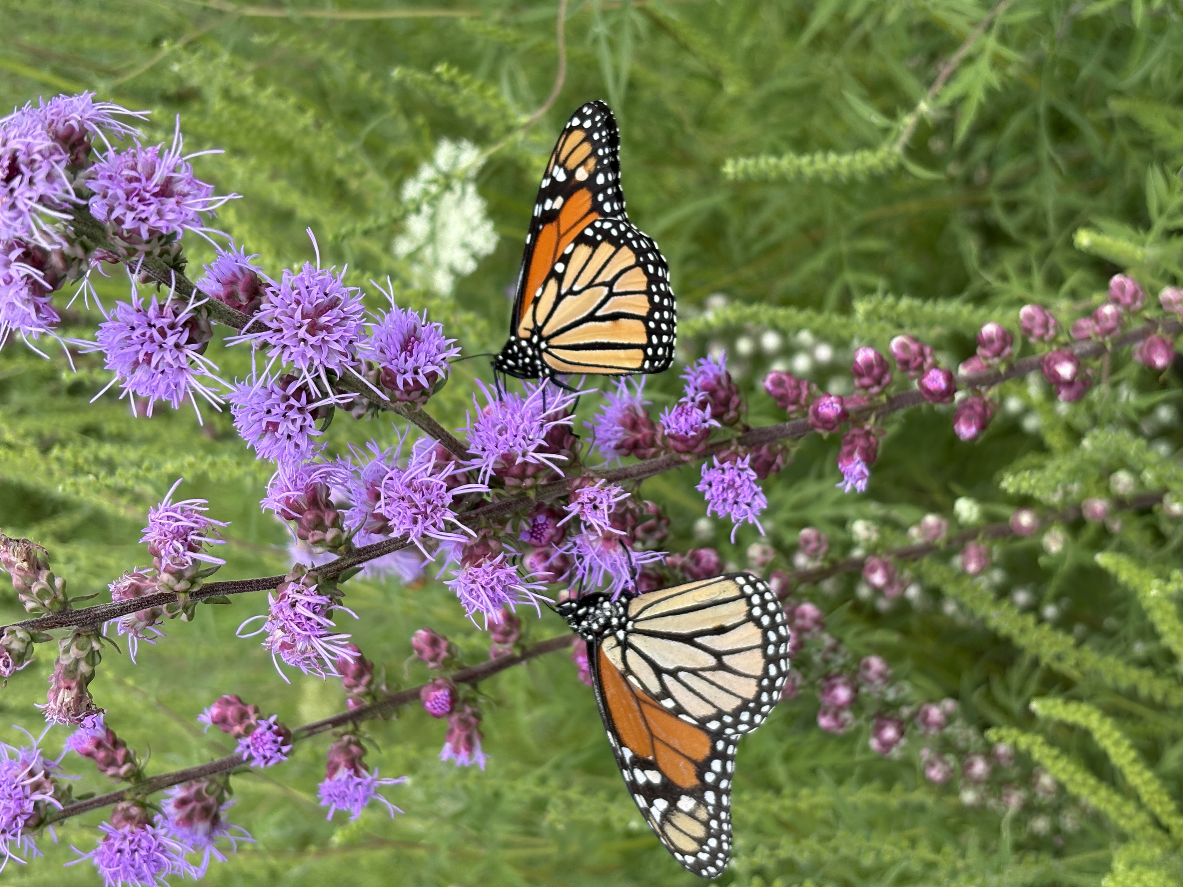 two monarch butterflies on rough blazingstar flowers