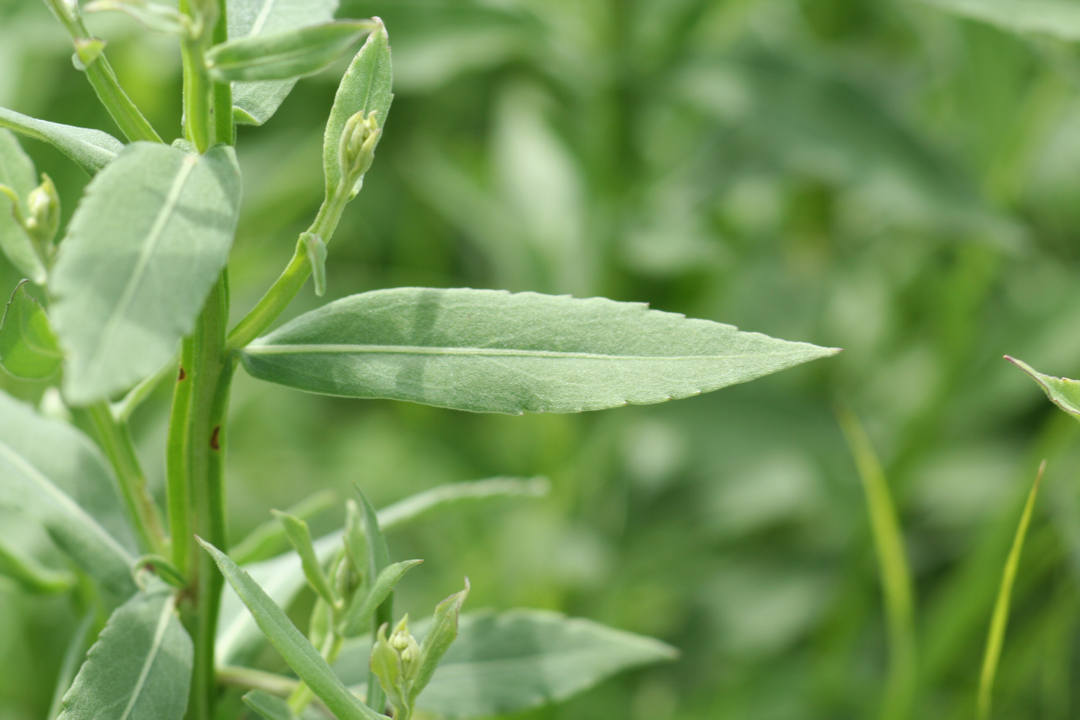 Helenium autumnale (common sneezeweed) leaves