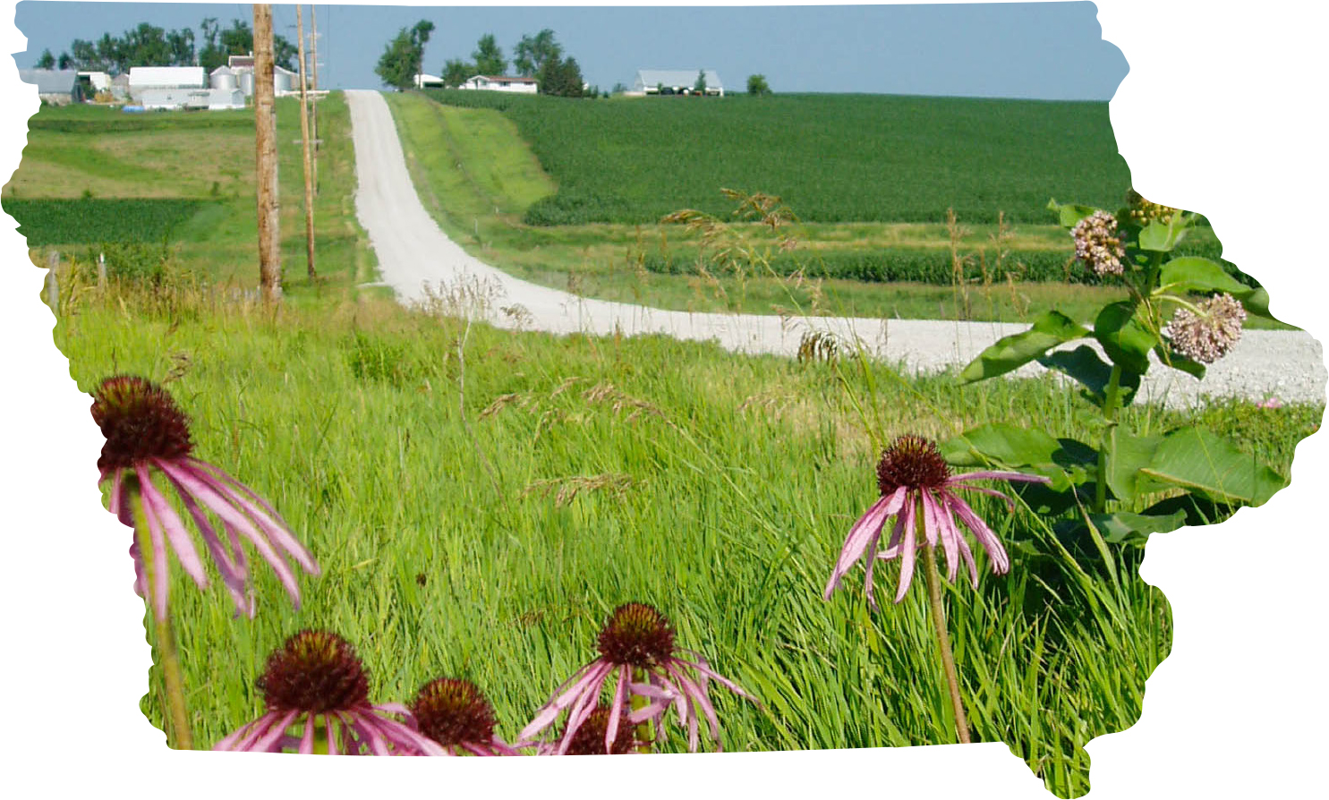 Native prairie vegetation in the roadside and a gravel road in the background going up a hill with lush farmland on either side, all in the shape of the state of Iowa outline.