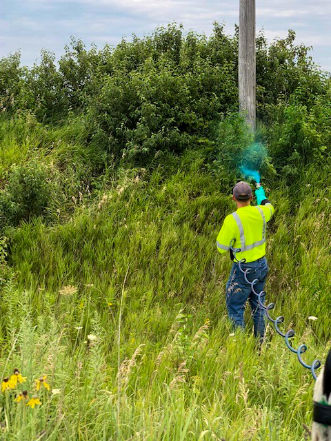 A person standing in a roadside with native vegetation spraying pesticide from a handheld sprayer.