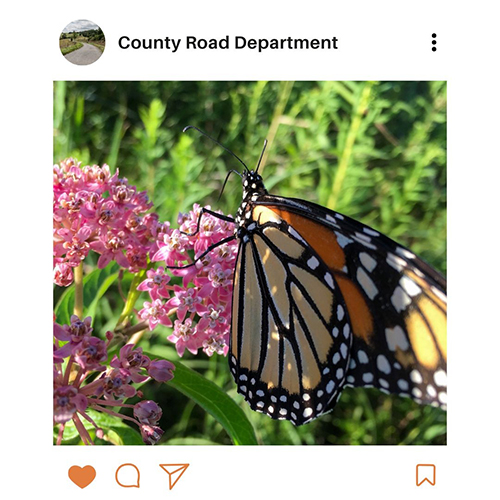 An example of a social media post showing a monarch butterfly.