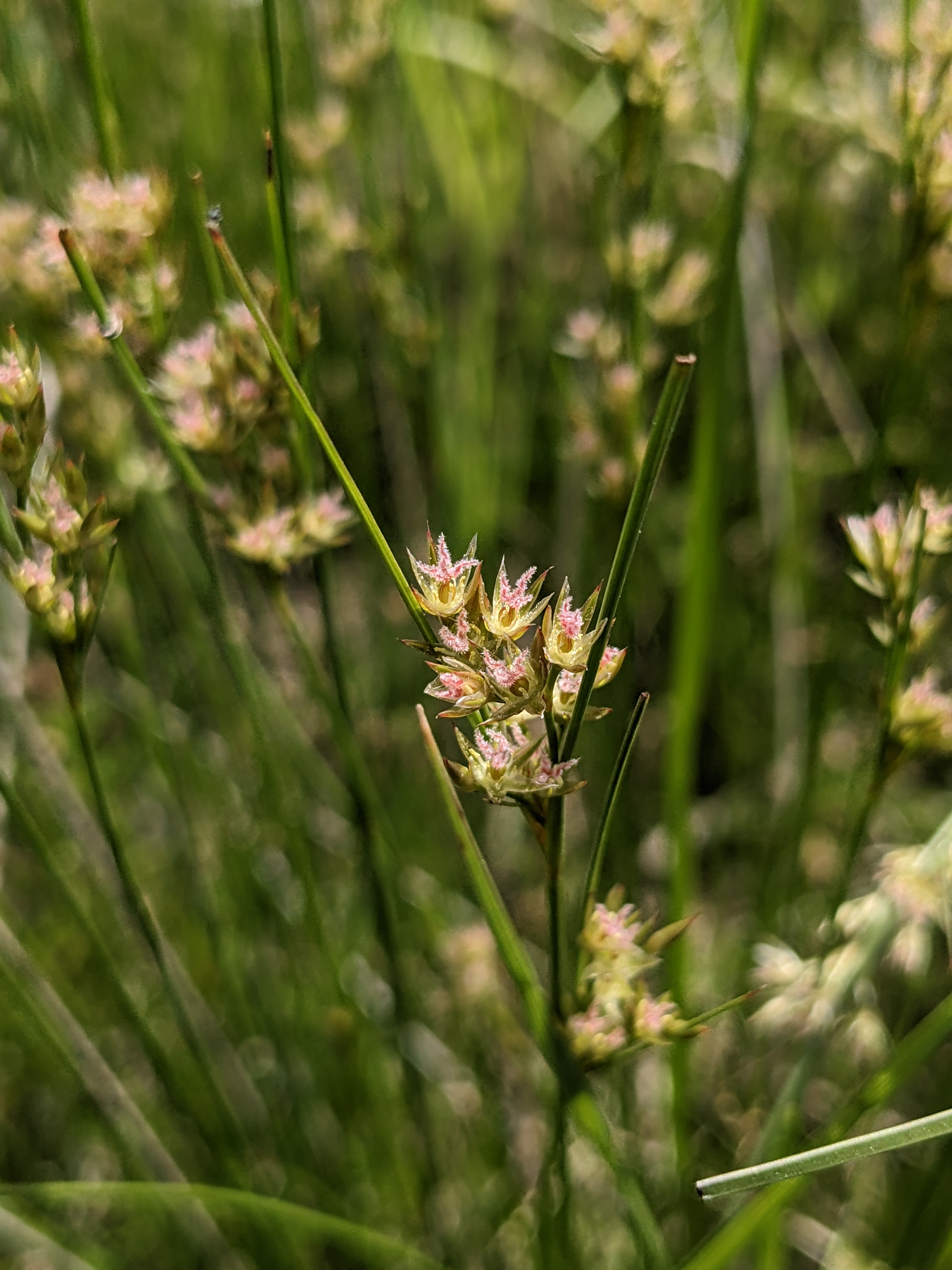 Juncus dudleyi (Dudley's rush) seedhead