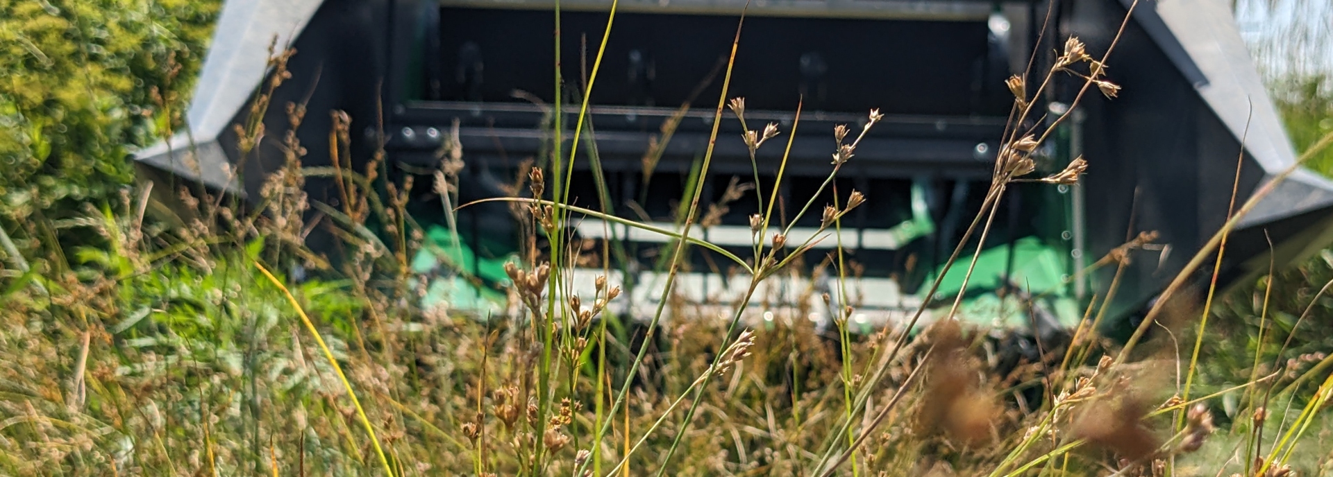Juncus dudleyi (Dudley's rush) header image