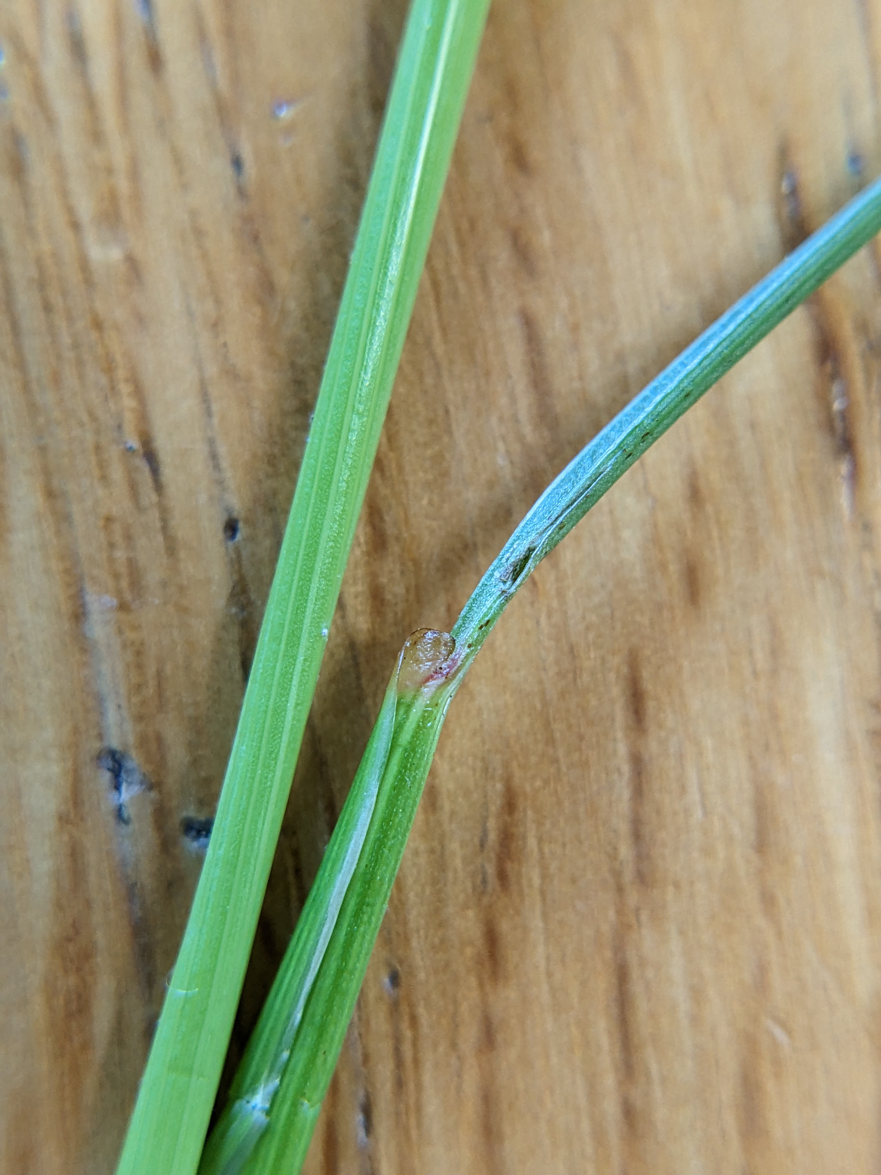 Juncus dudleyi (Dudley's rush) leaf