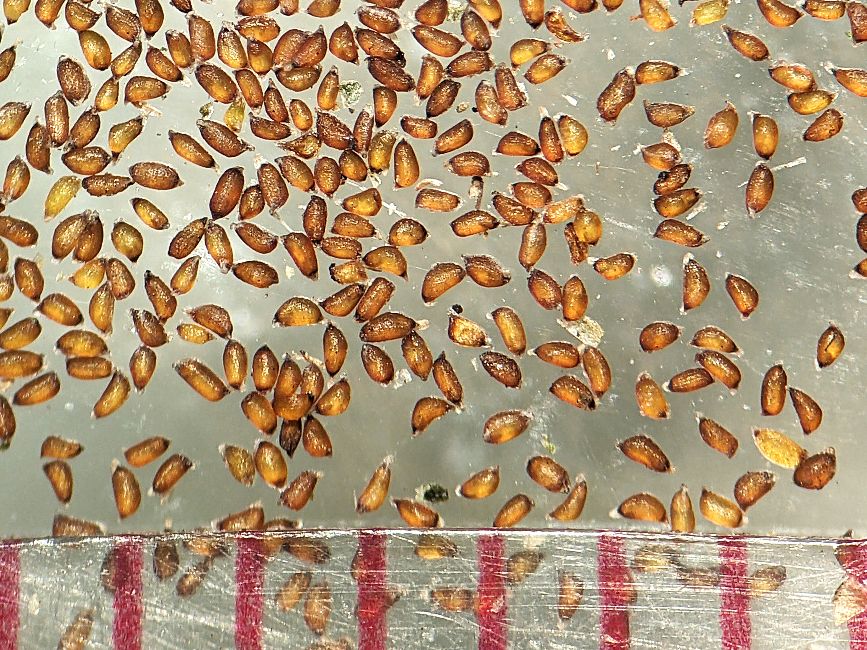 Juncus dudleyi (Dudley's rush) seed