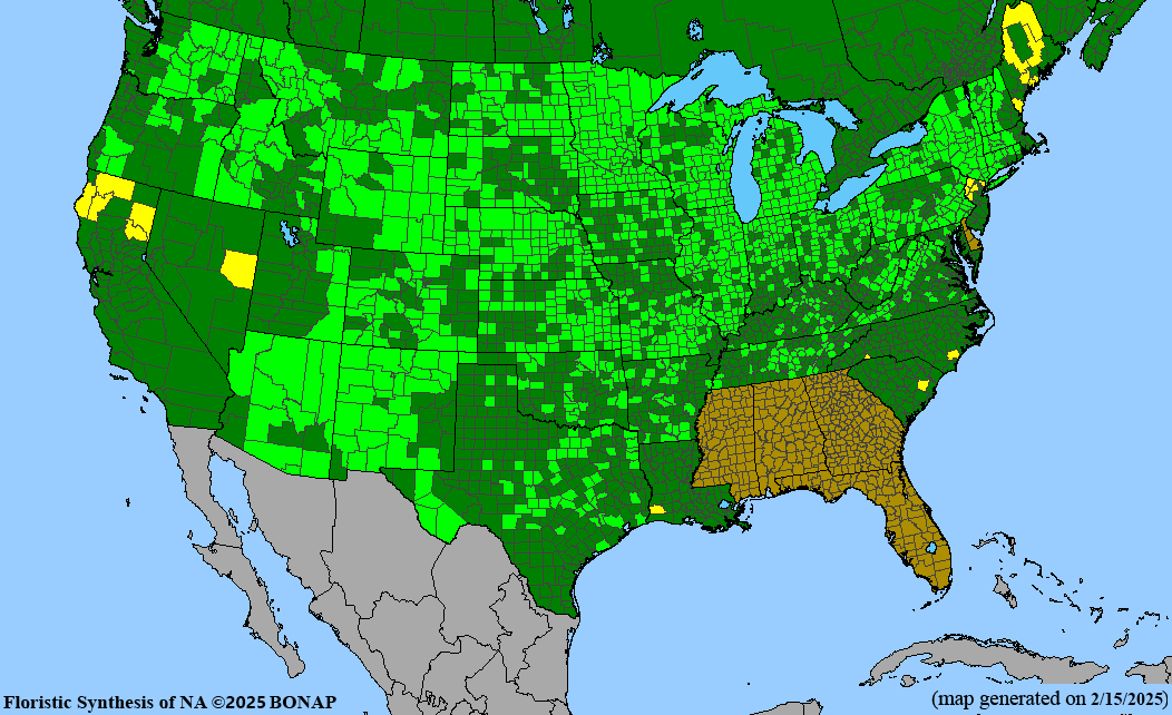 Juncus dudleyi (Dudley's rush) BONAP map