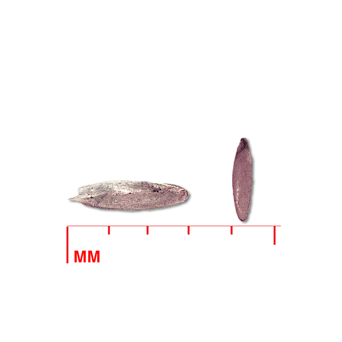 Koeleria macrantha (prairie Junegrass) seed