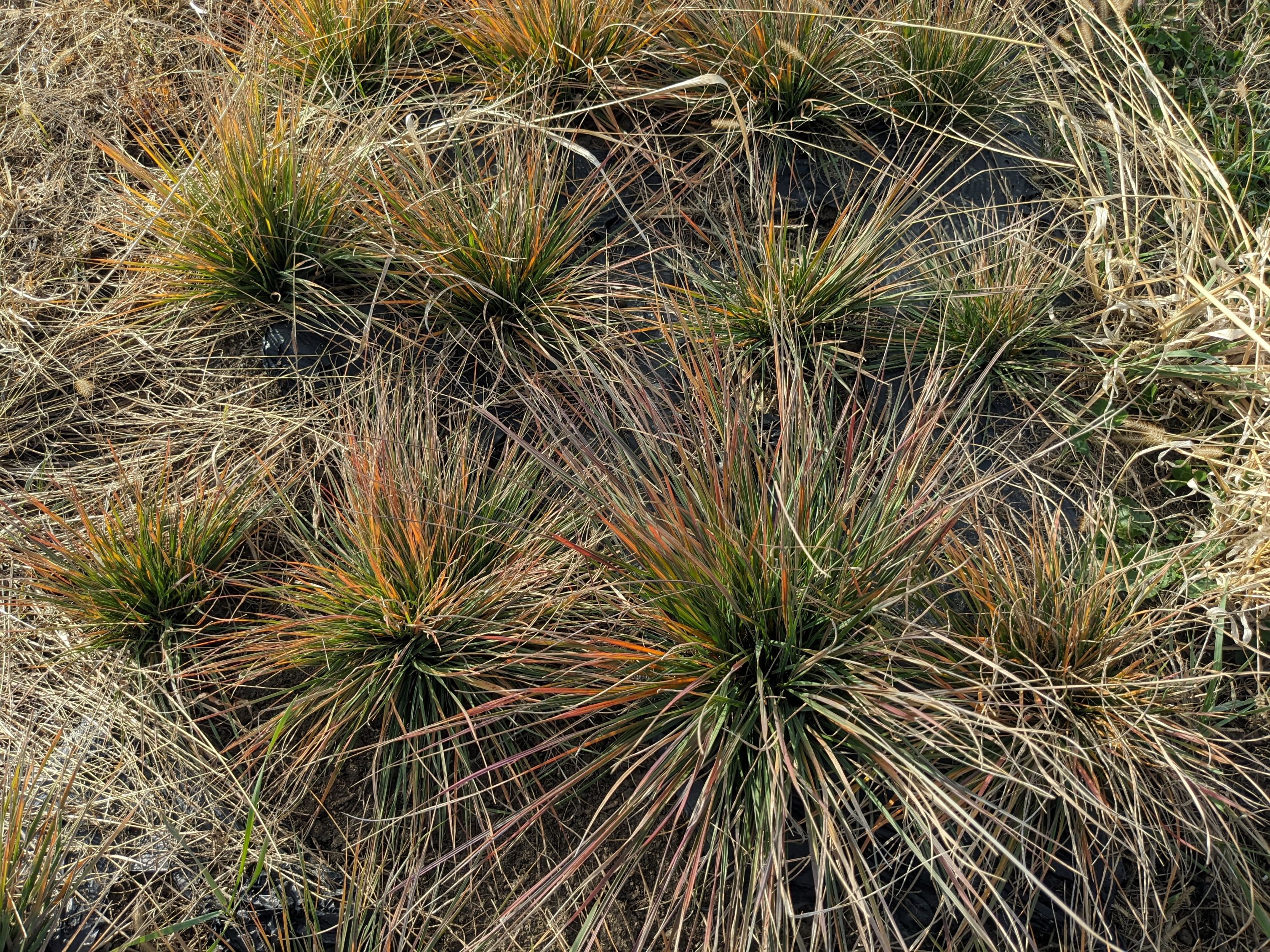 Koeleria macrantha (prairie Junegrass) growth form
