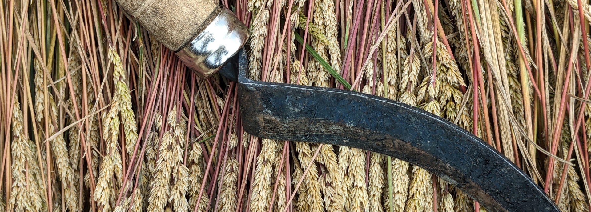 Koeleria macrantha (prairie Junegrass) header image