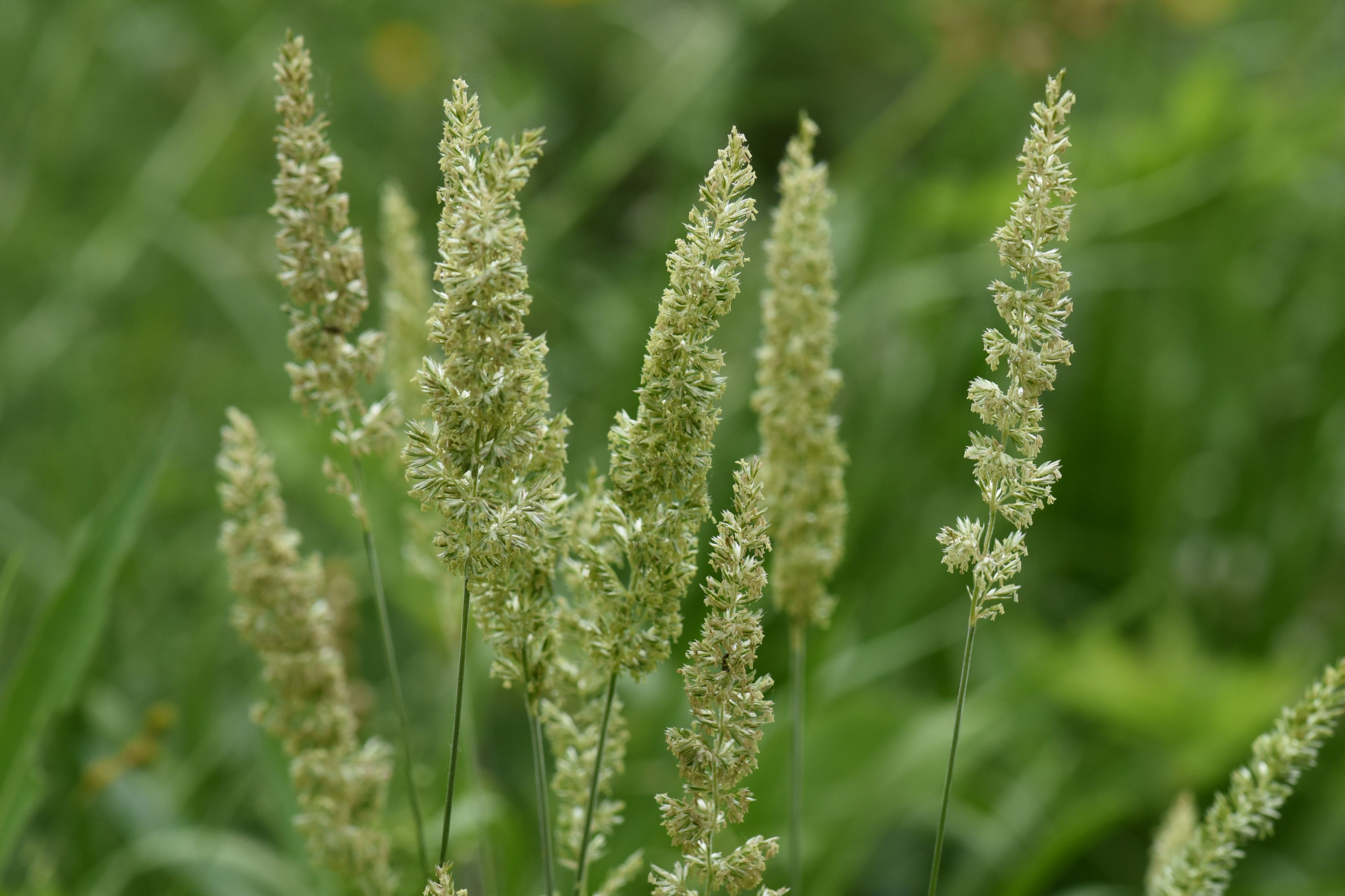 Koeleria macrantha (prairie Junegrass) inflorescence