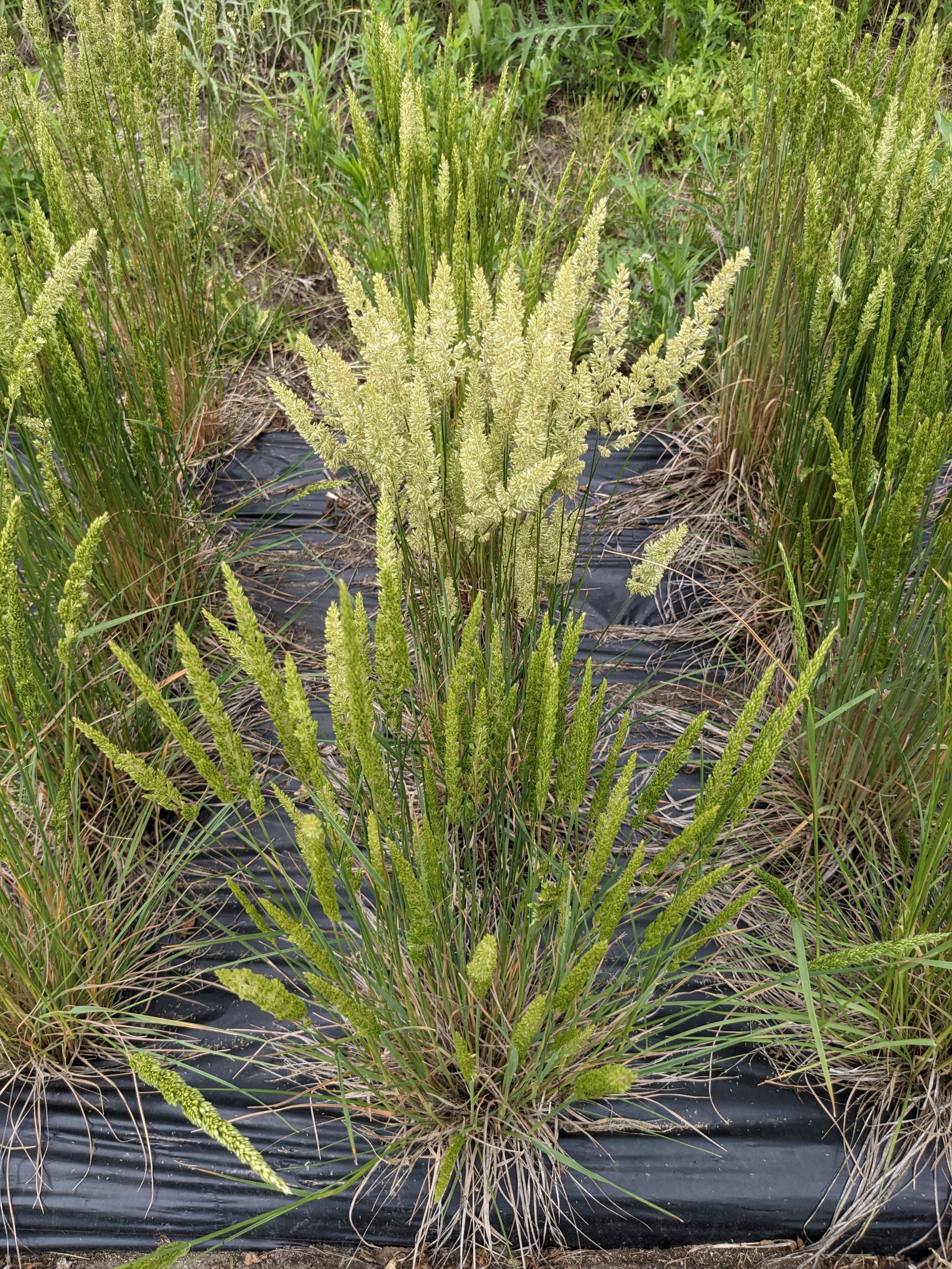 Koeleria macrantha (prairie Junegrass) whole plant