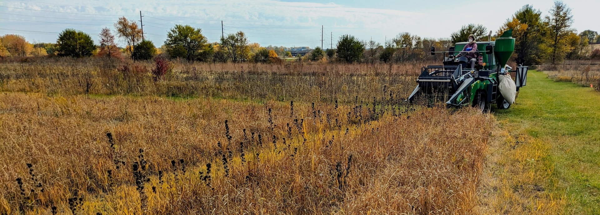 Lespedeza capitata (roundheade lespedeza) header image