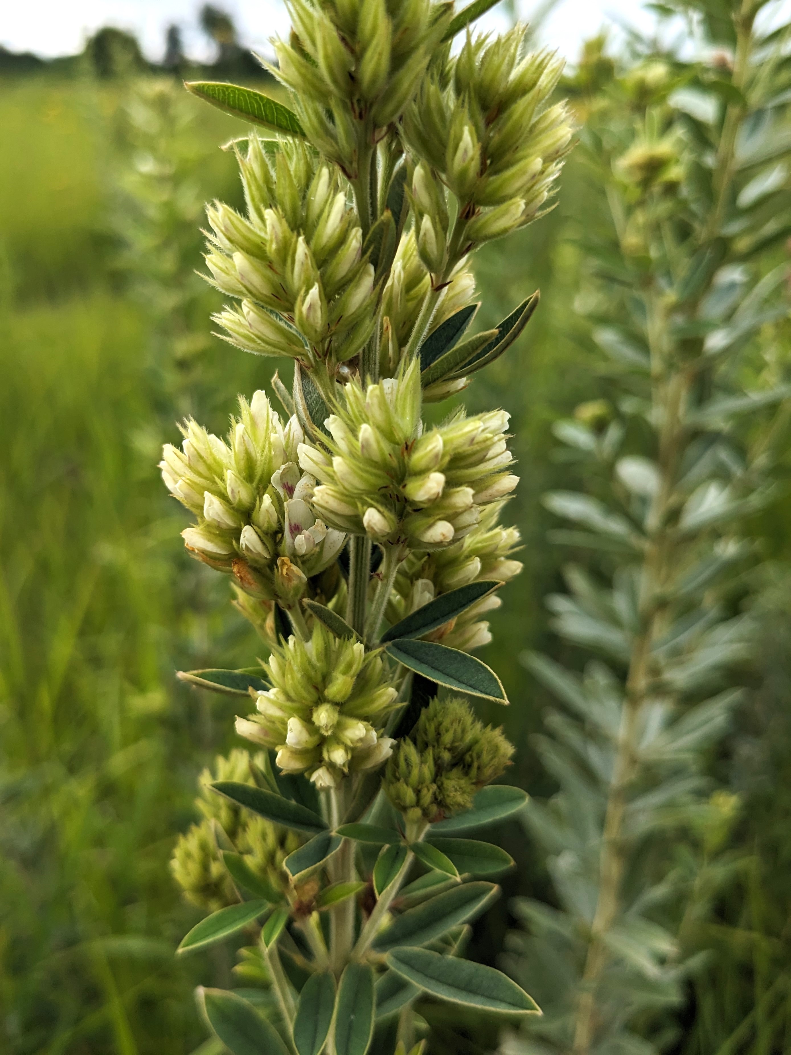 Lespedeza capitata (roundheade lespedeza) inflorescence