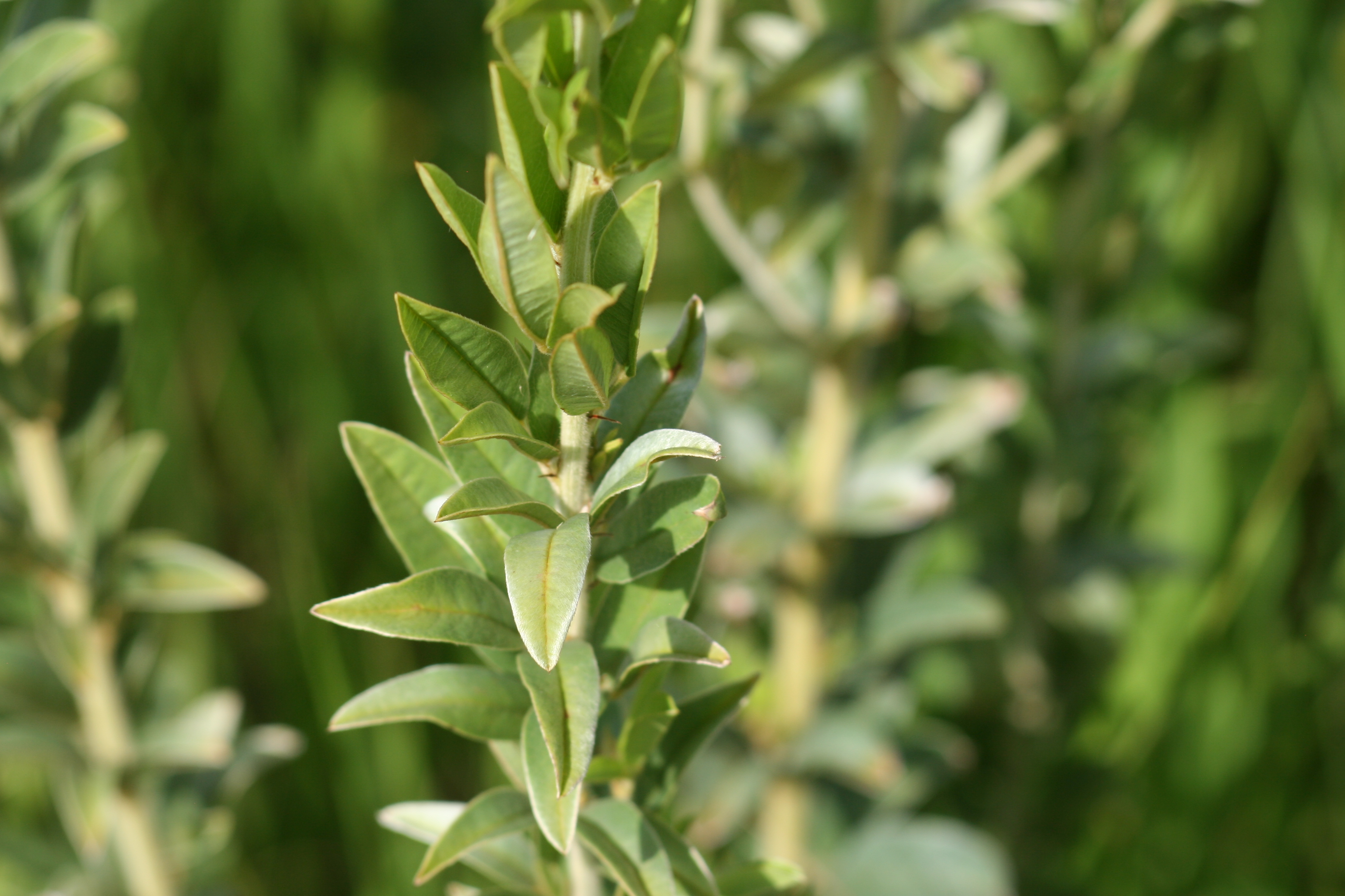 Lespedeza capitata (roundheade lespedeza) leaf