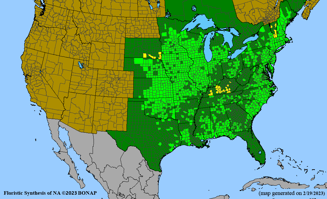 Lespedeza capitata (roundheade lespedeza) BONAP map