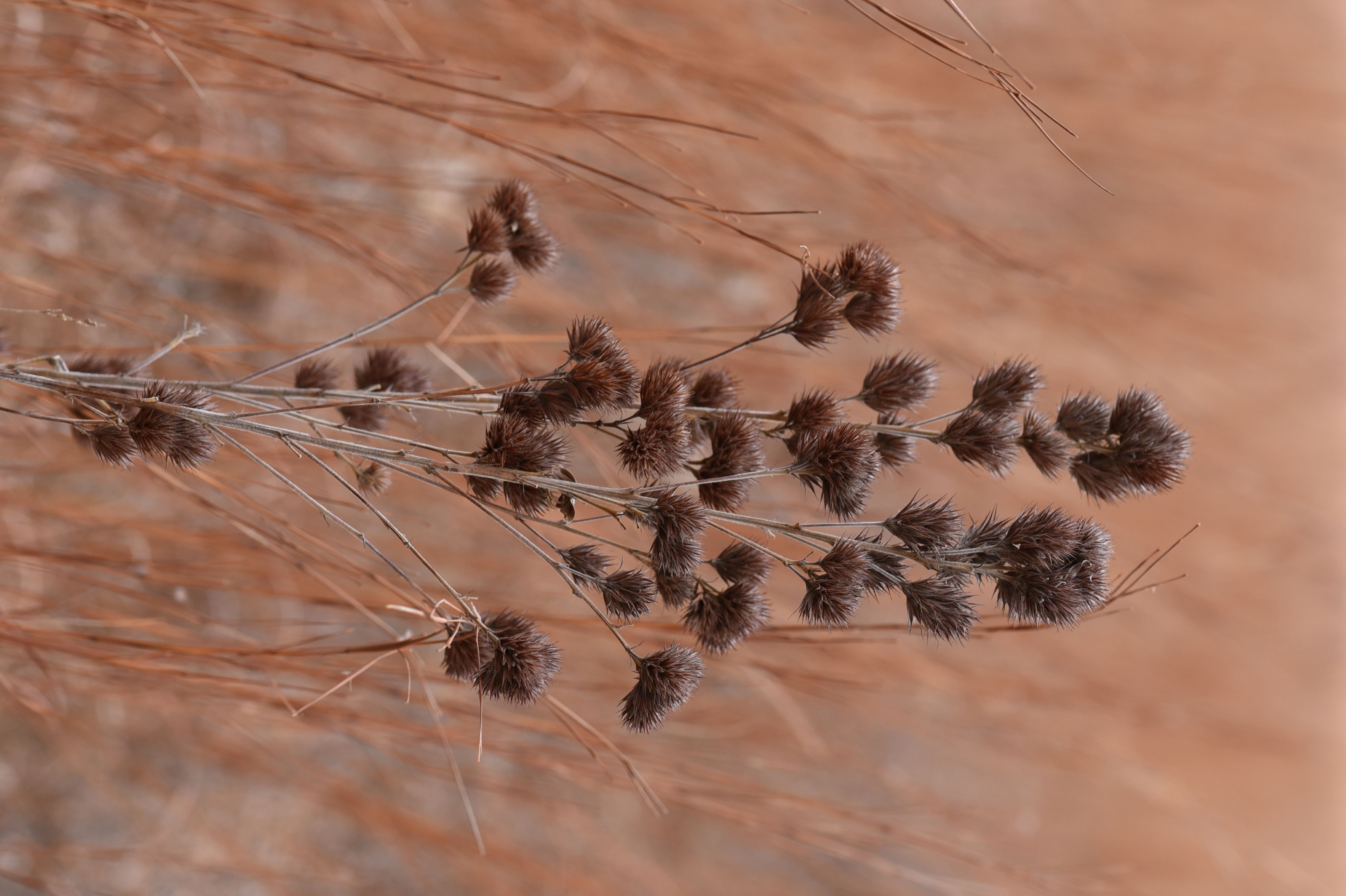 Lespedeza capitata (roundheade lespedeza) whole plant