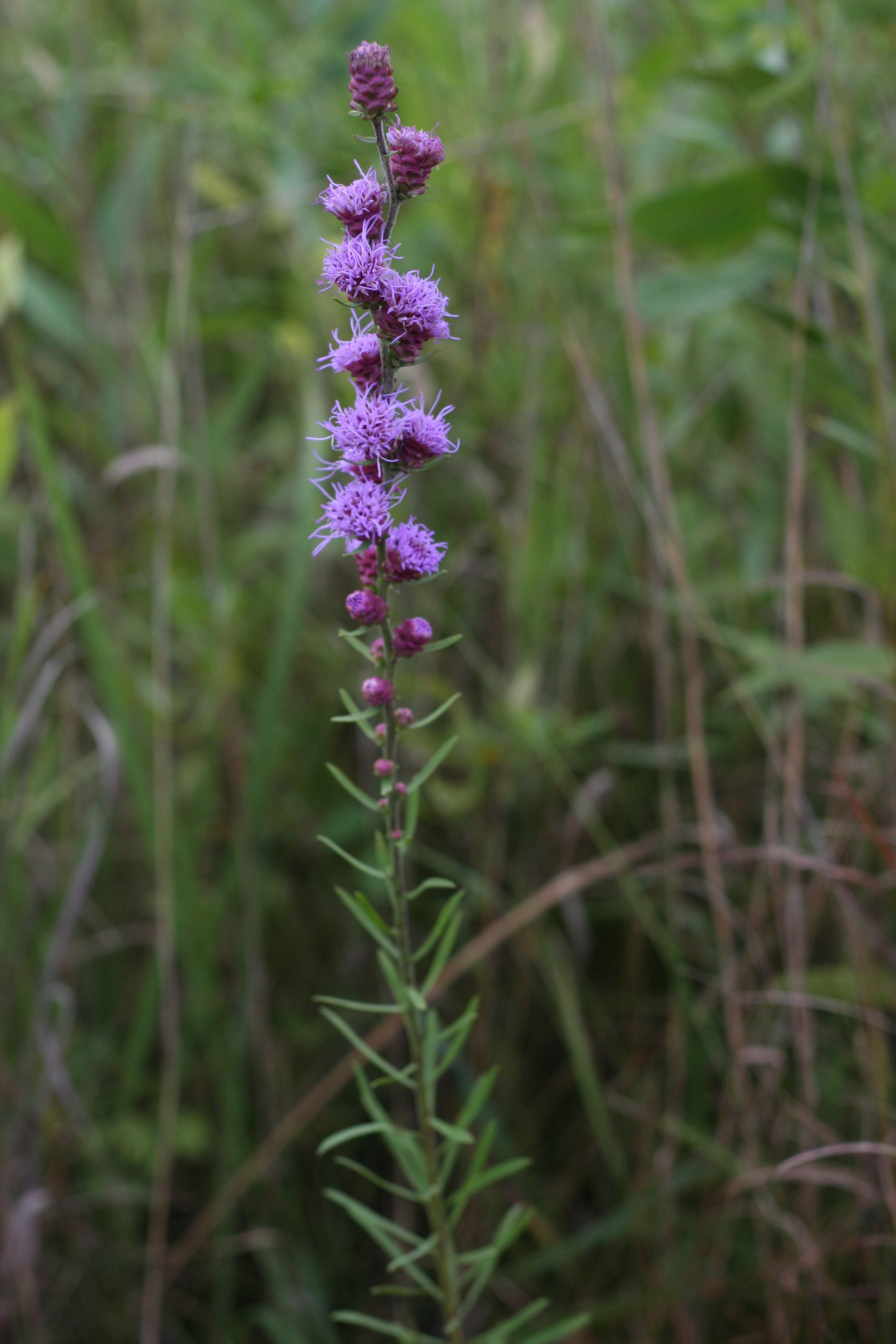 tall blazing star flower