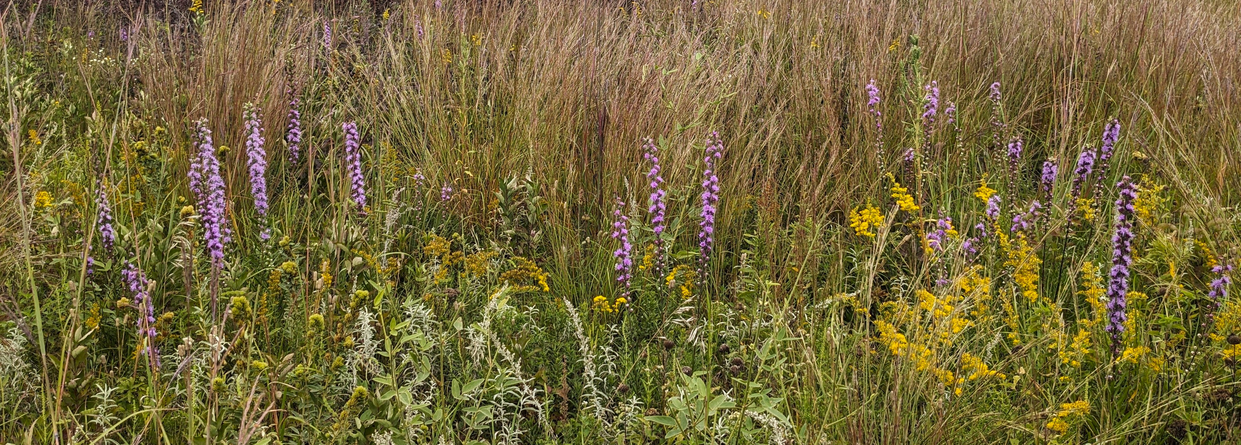 tall blazing star header image