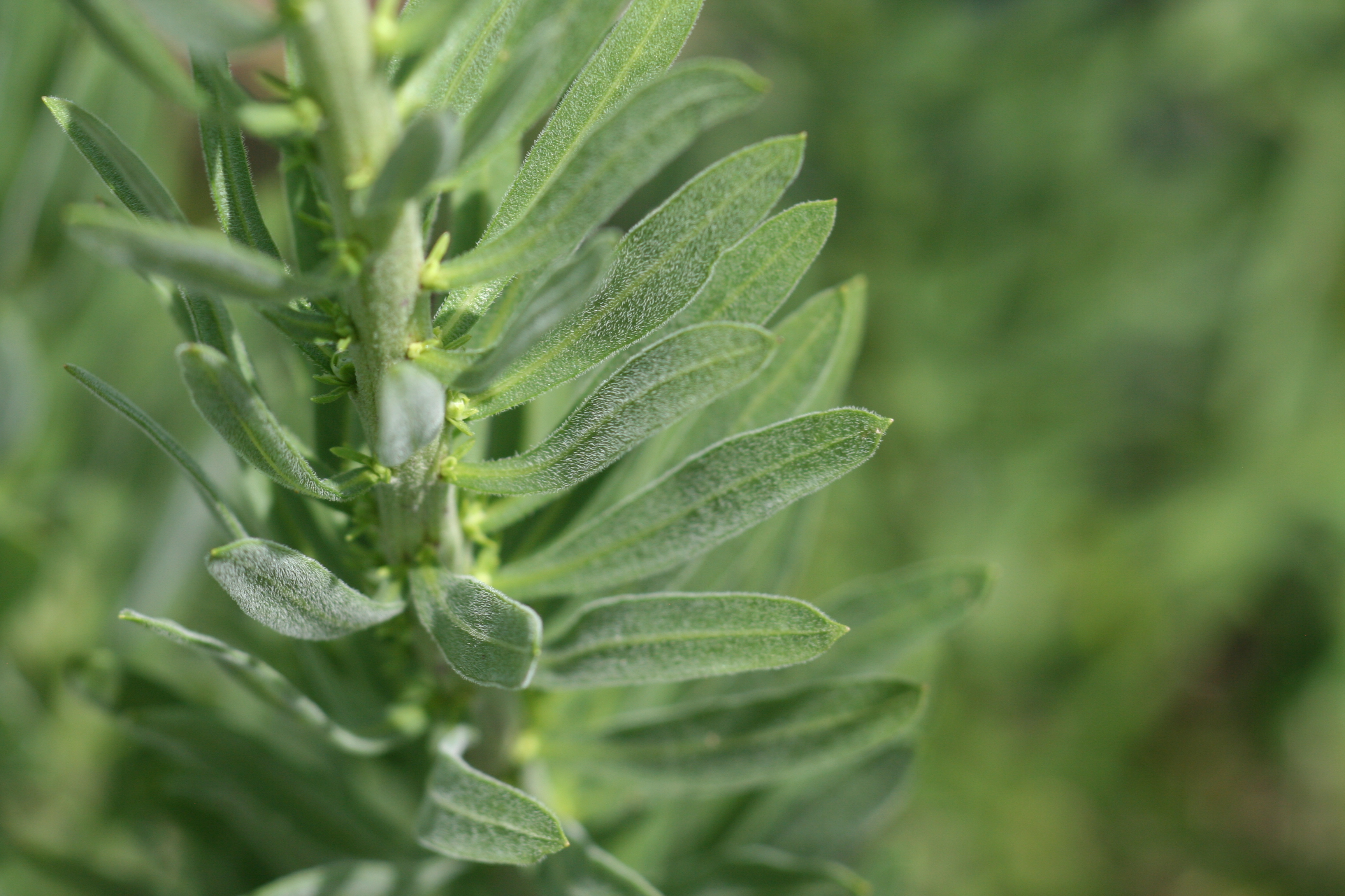 tall blazing star leaf