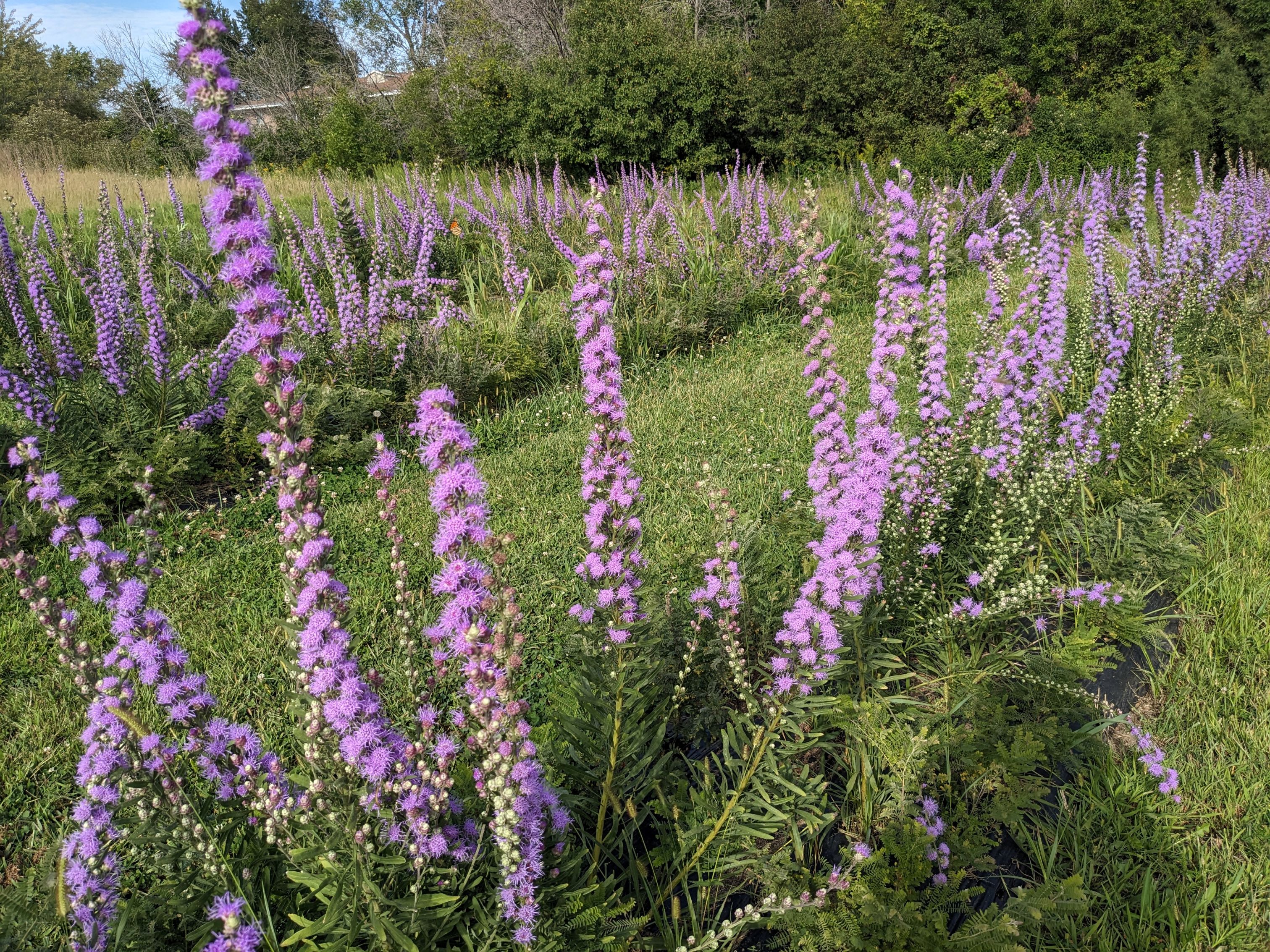 tall blazing star whole plant