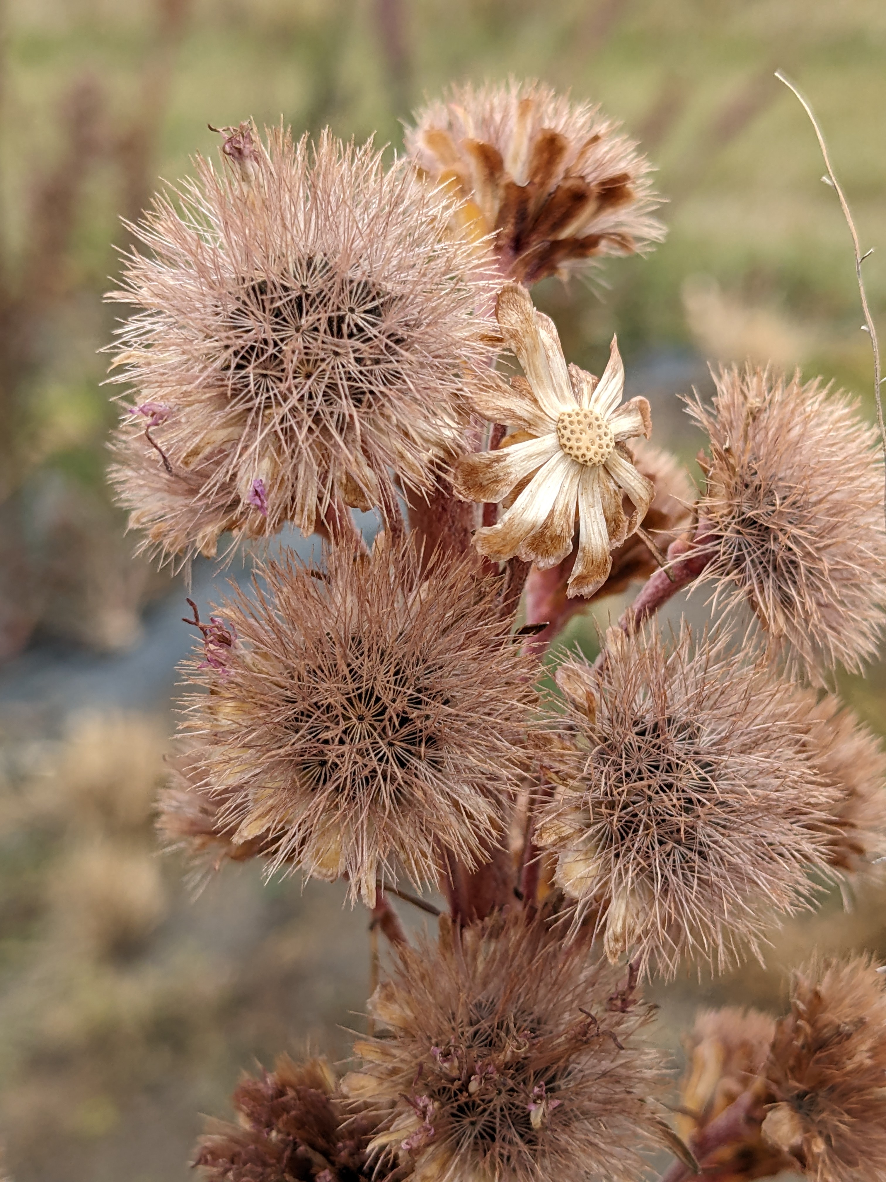 Liatris ligulistylis (Rocky Mountain blazing star) seed head