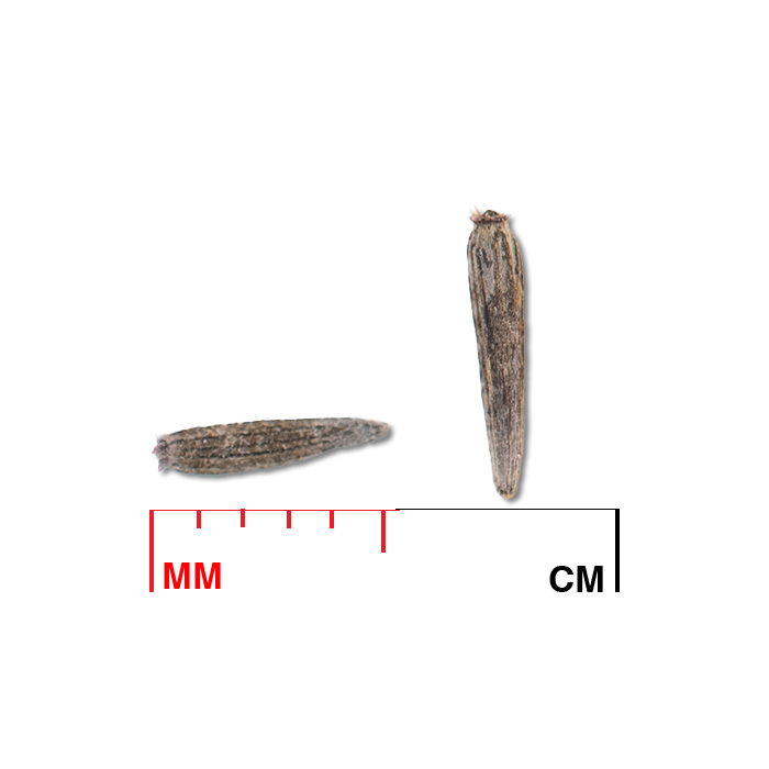 Liatris ligulistylis (Rocky Mountain blazing star) seed