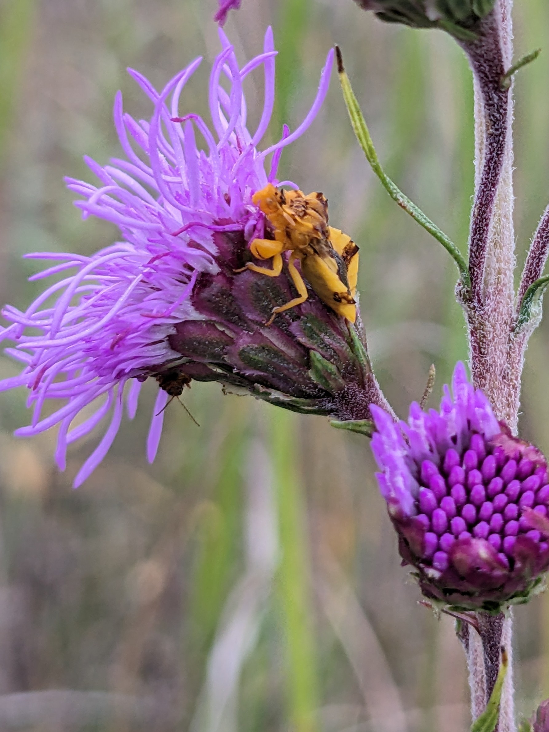 Liatris ligulistylis (Rocky Mountain blazing star) flower
