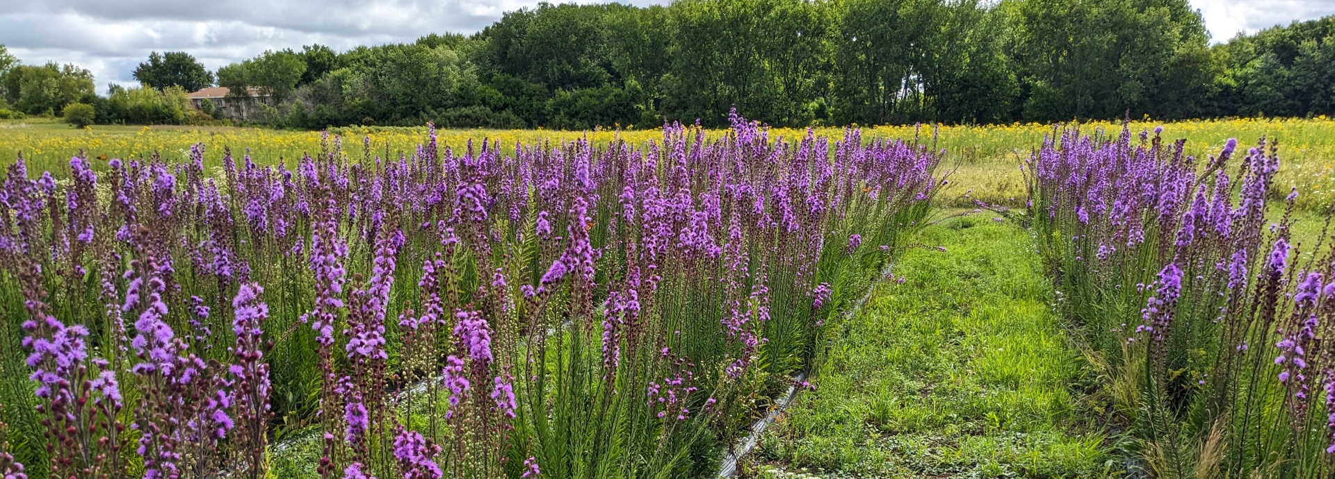 Liatris ligulistylis (Rocky Mountain blazing star) header