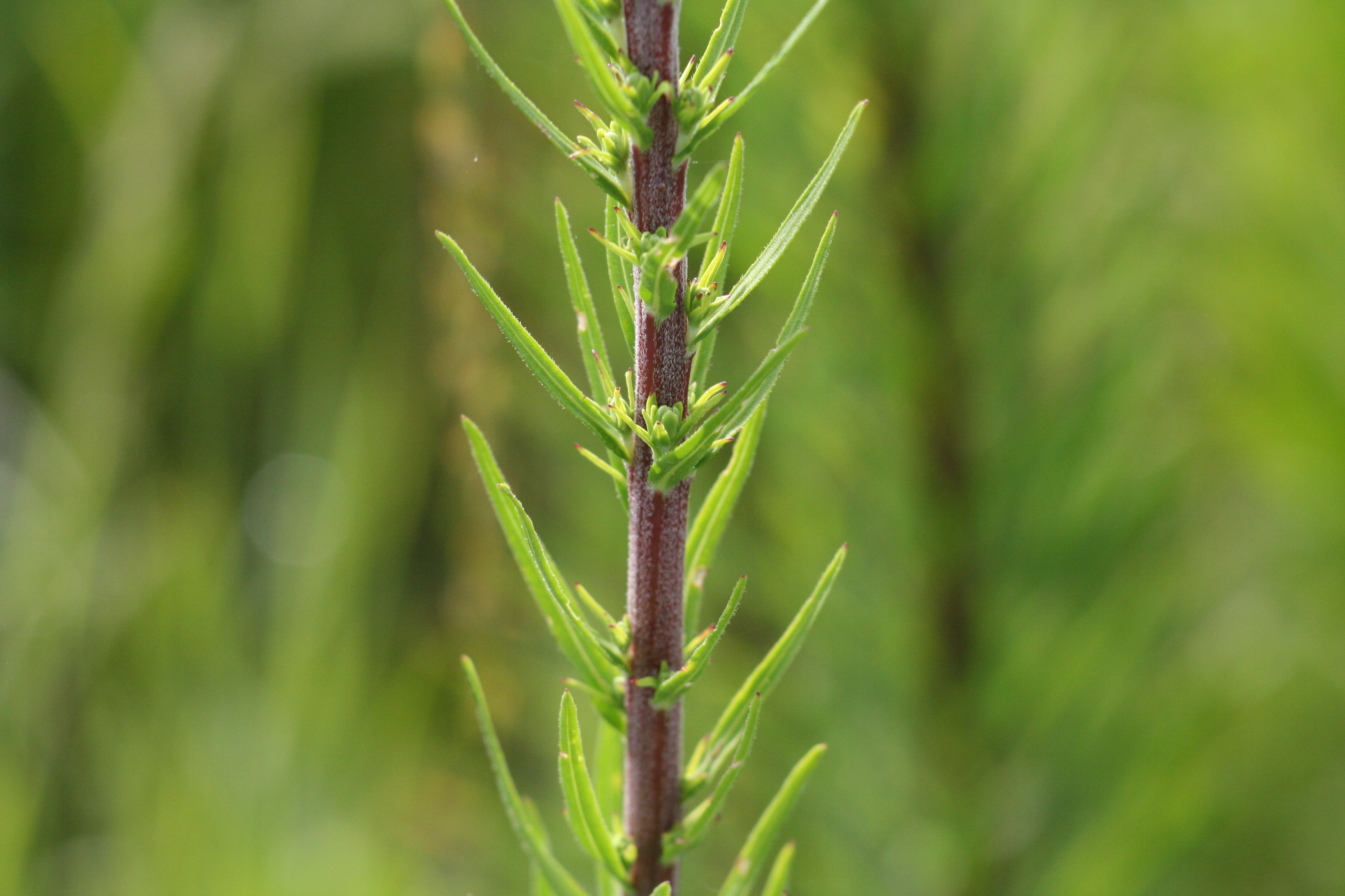Liatris ligulistylis (Rocky Mountain blazing star) leaf