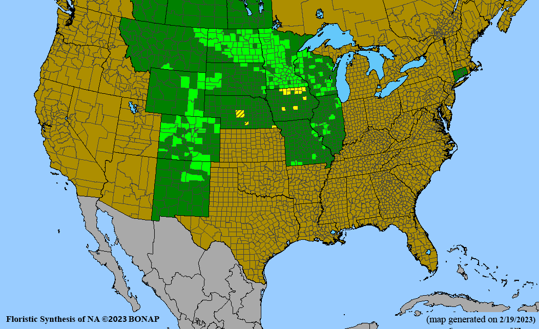 Liatris ligulistylis (Rocky Mountain blazing star) BONAP Map