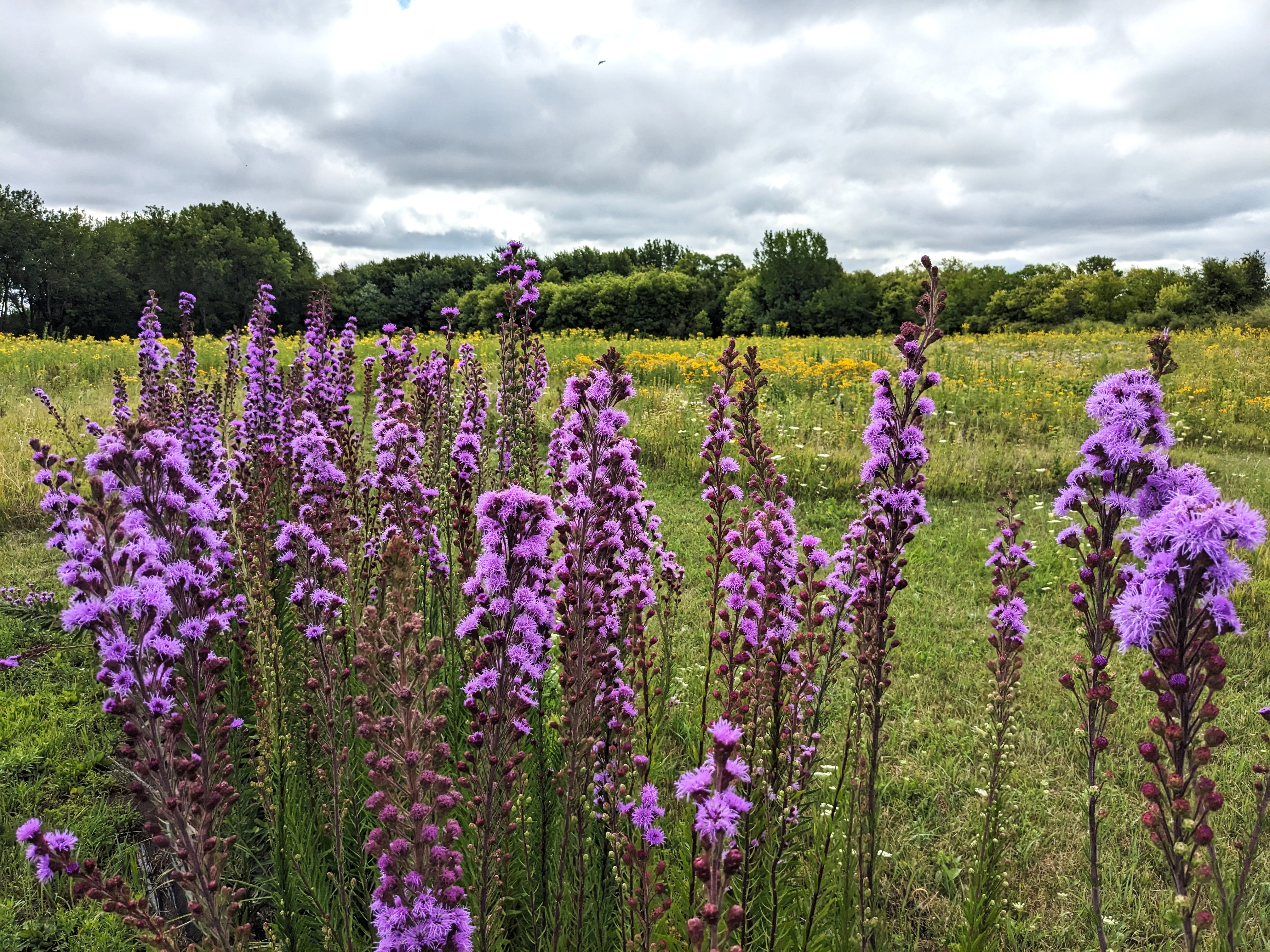 Liatris ligulistylis (Rocky Mountain blazing star) whole plant