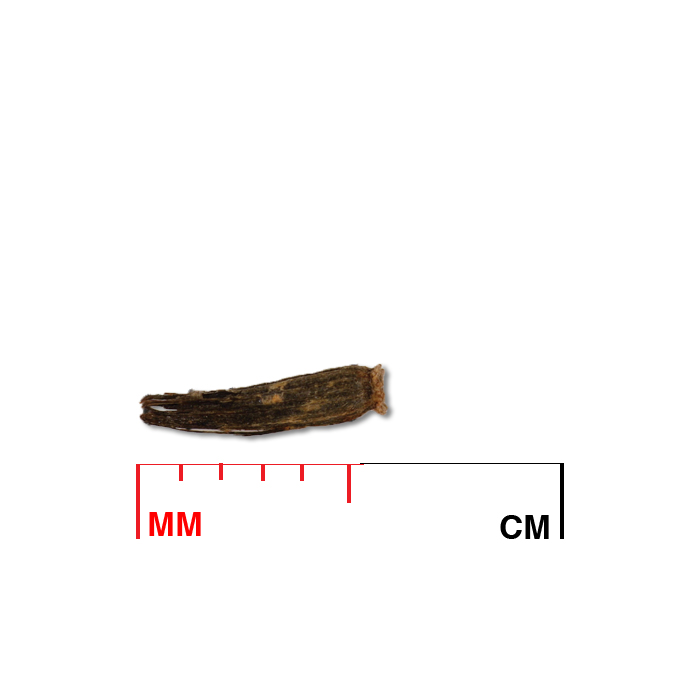 prairie blazing star seed