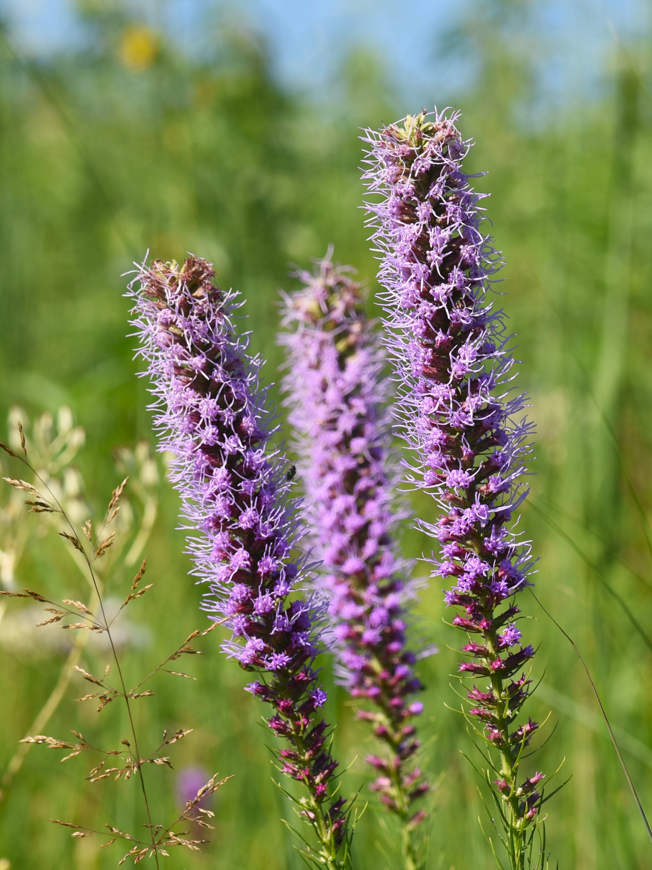 prairie blazing star flower