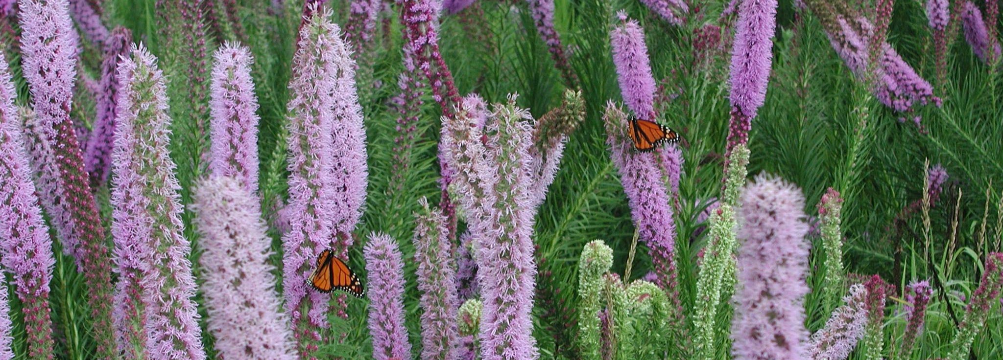 prairie blazing star header