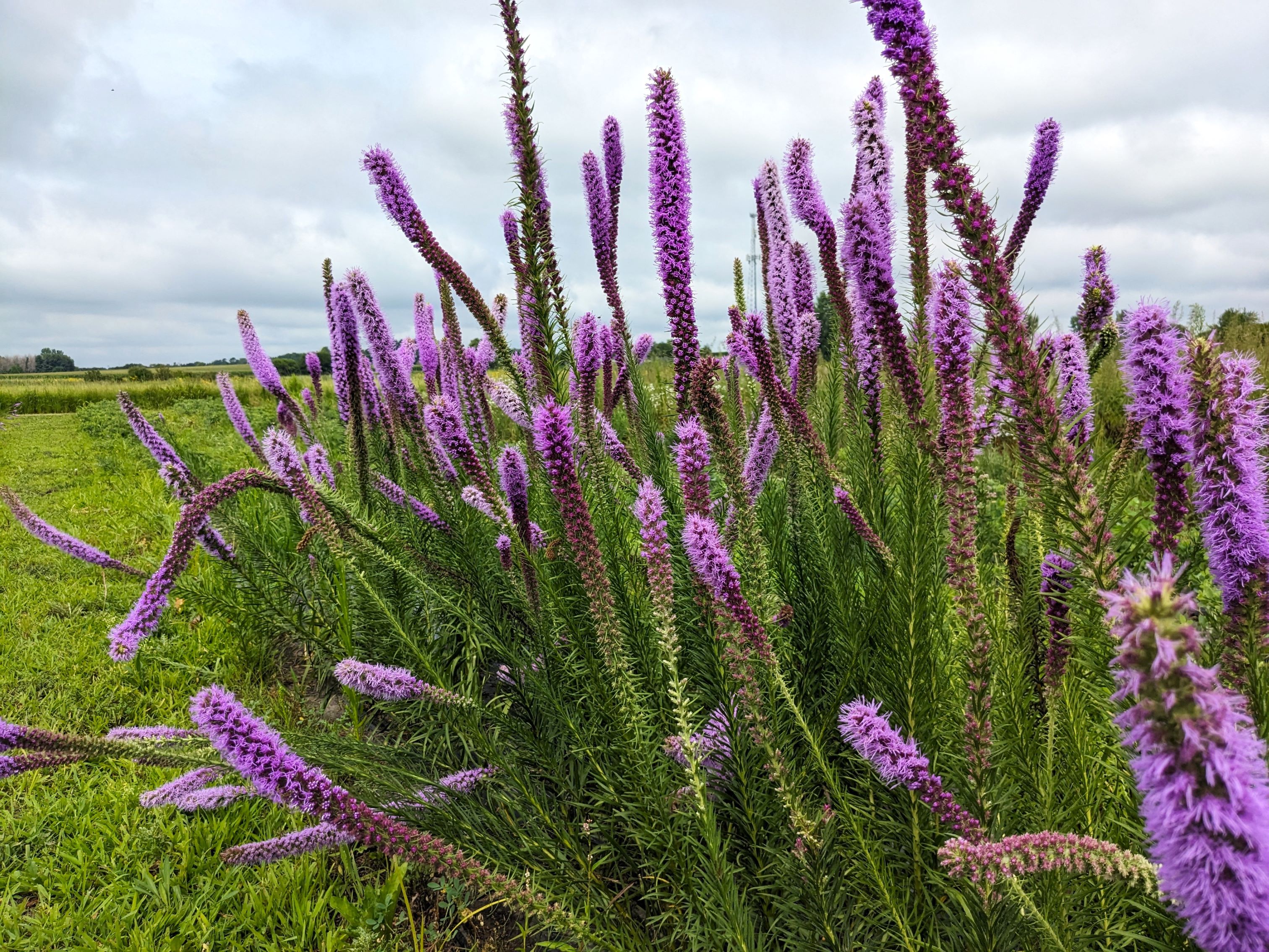 prairie blazing star whole plant