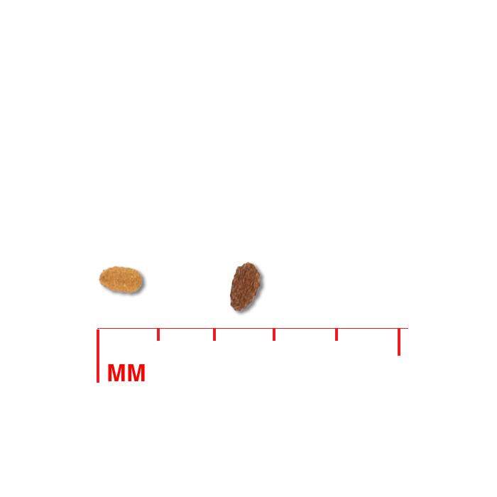 Lobelia cardinalis (cardinal flower) seed