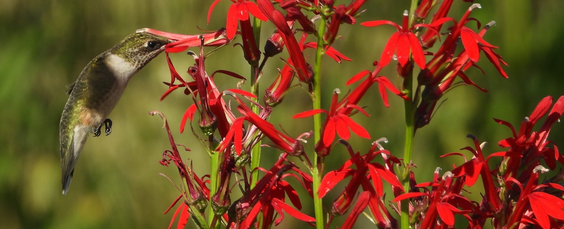 Lobelia cardinalis (cardinal flower) header image