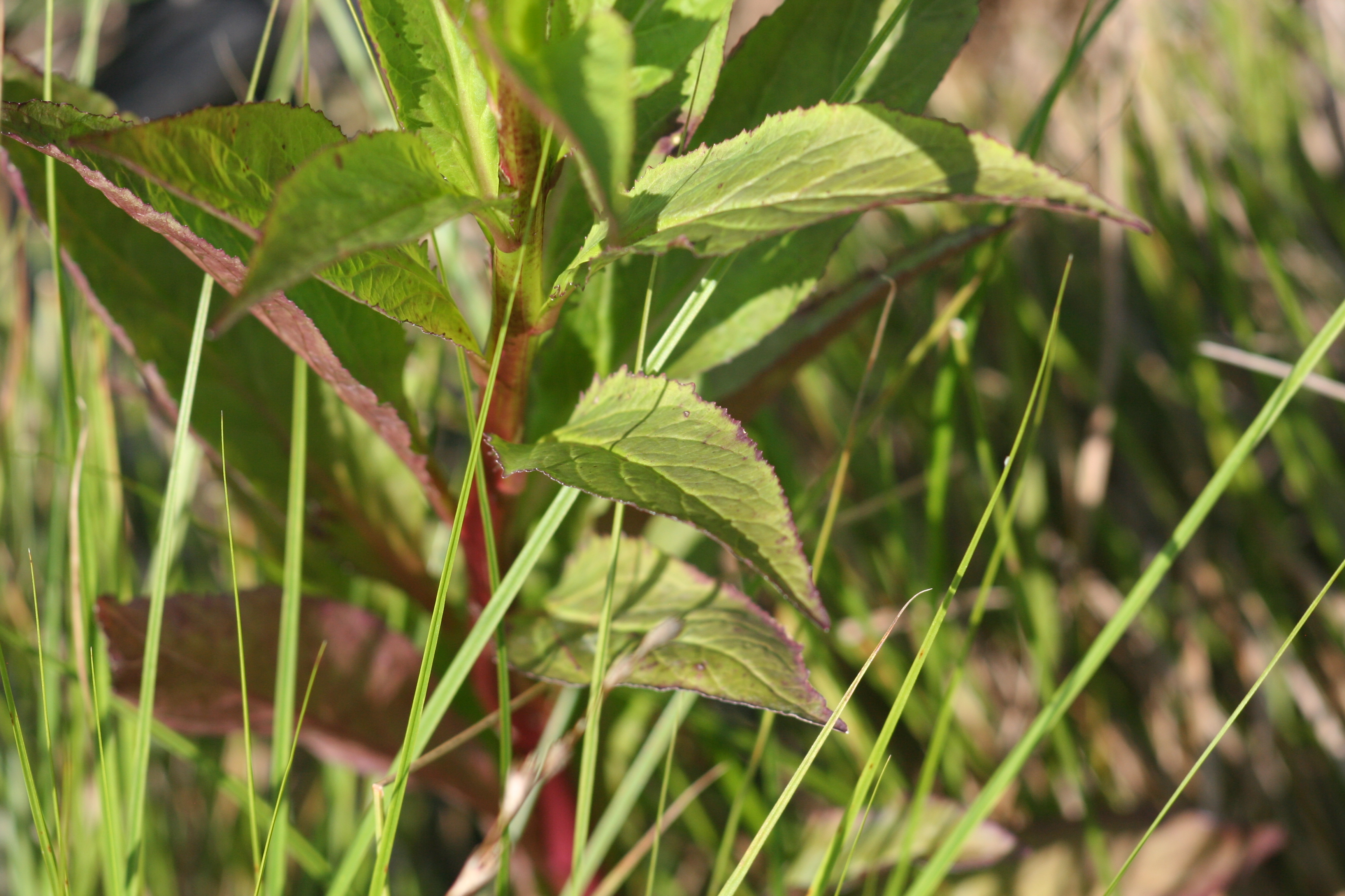 Lobelia cardinalis (cardinal flower) leaves