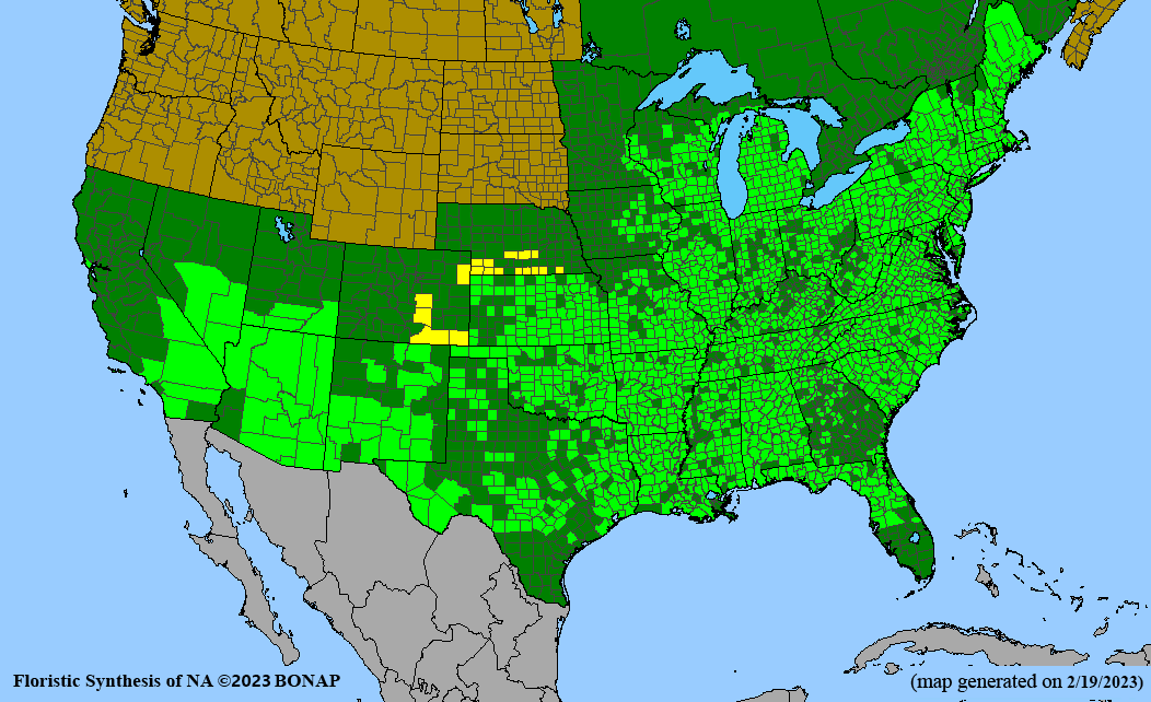 Lobelia cardinalis (cardinal flower) BONAP map