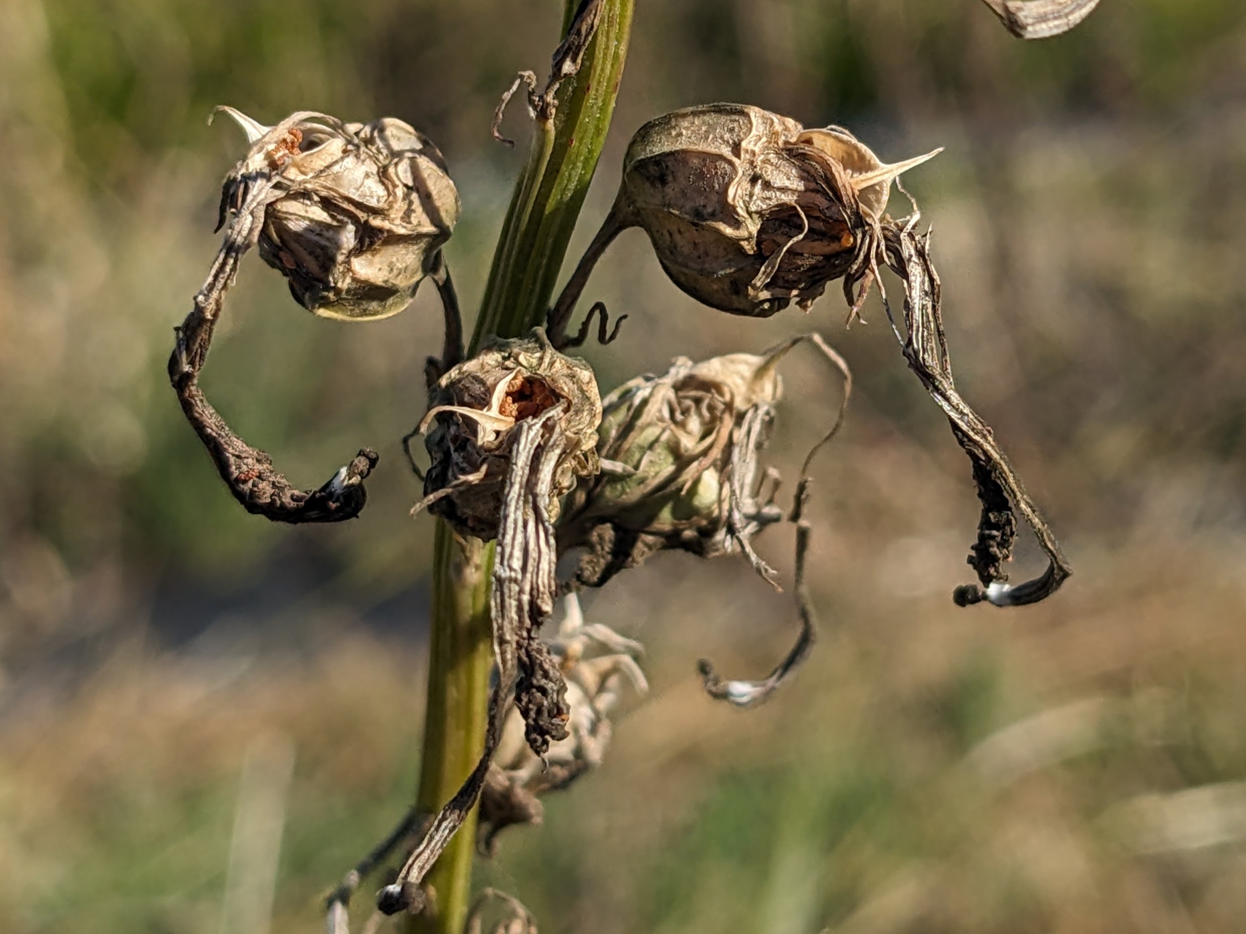 Lobelia cardinalis (cardinal flower) seed capsules