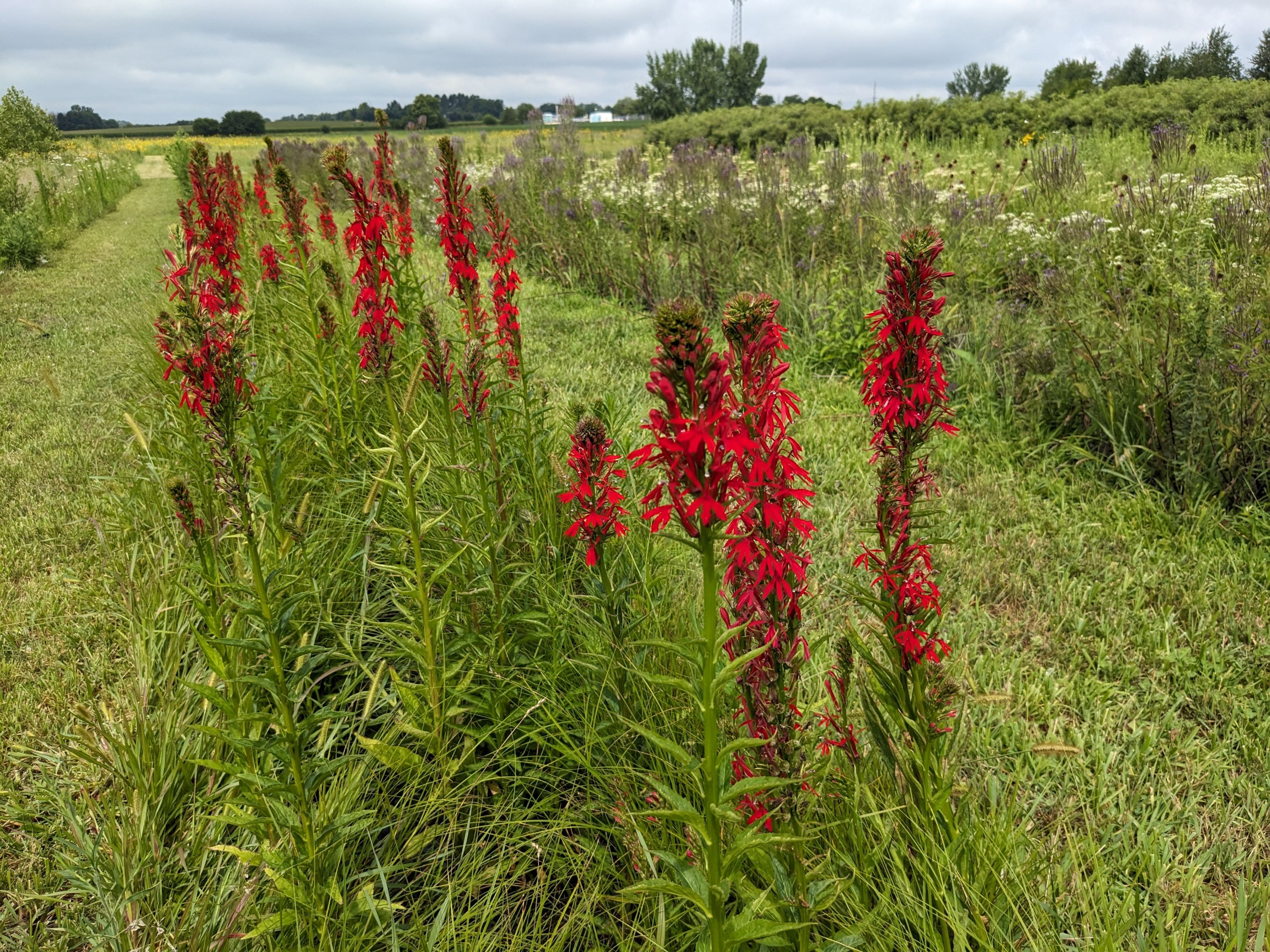 Lobelia cardinalis (cardinal flower) whole plant