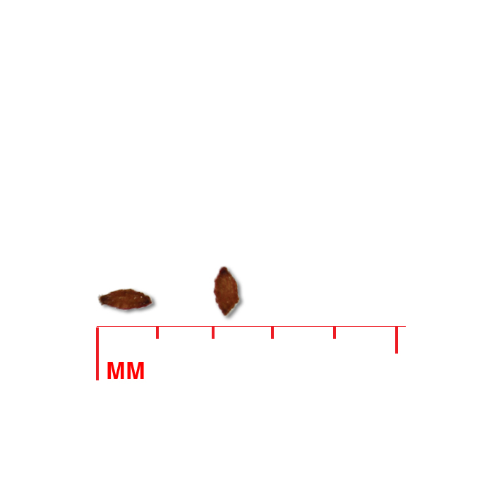 Lobelia siphilitica (great blue lobelia) seed