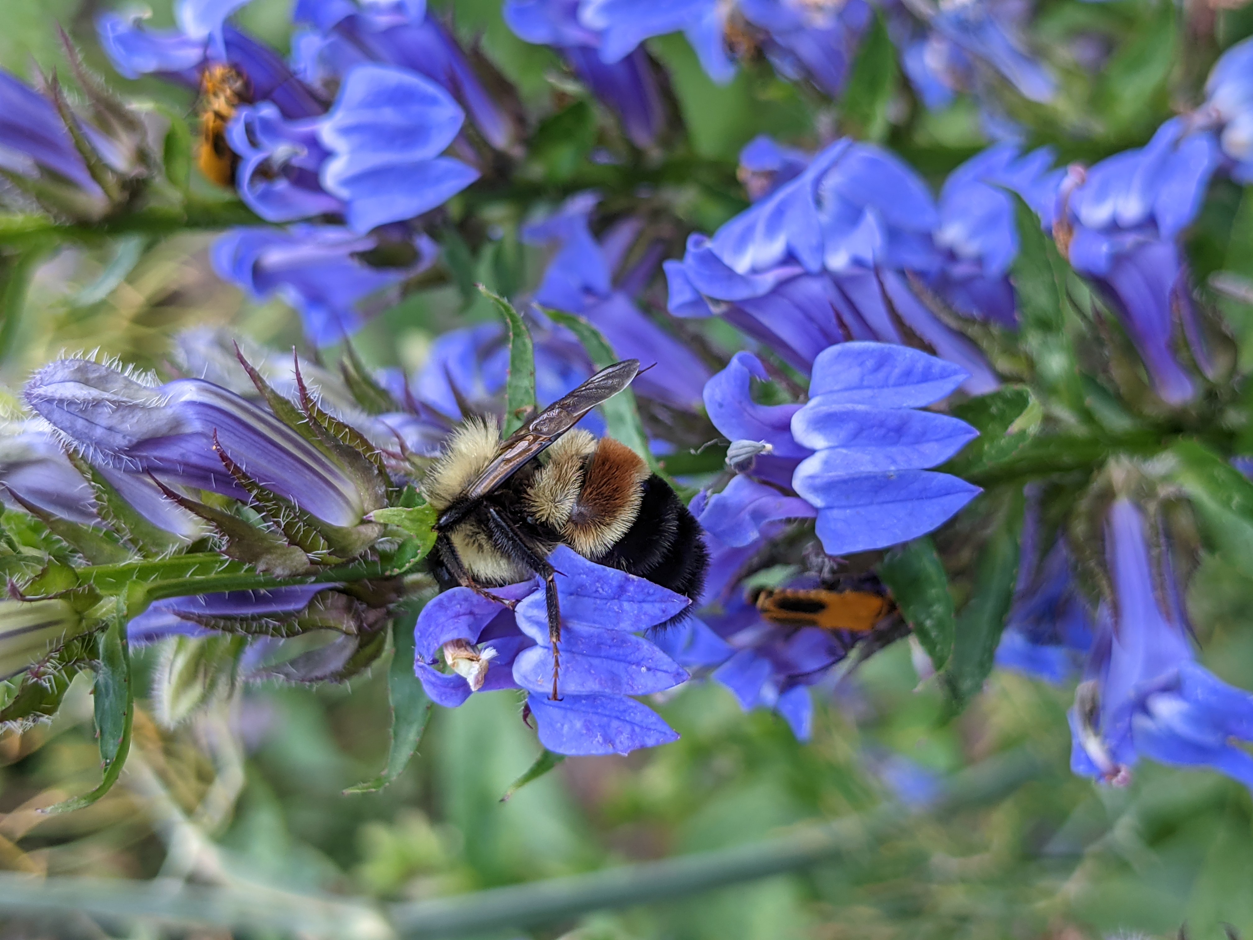 Lobelia siphilitica (great blue lobelia) flower