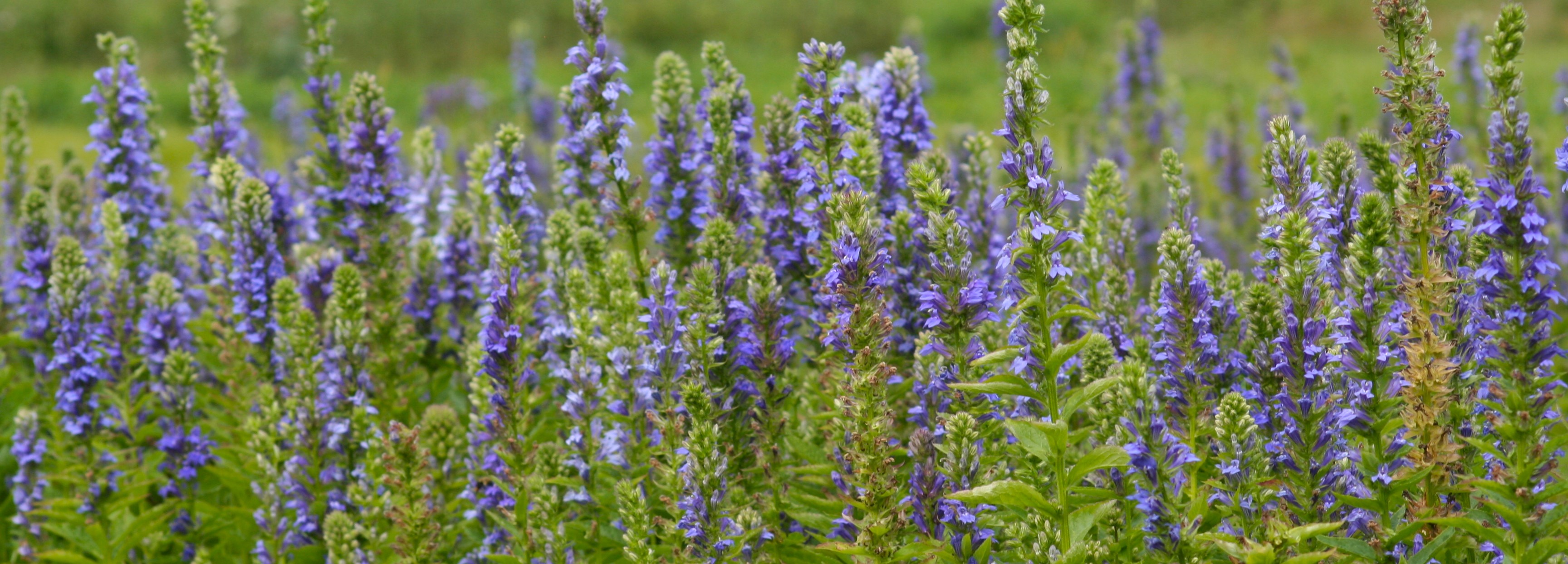 Lobelia siphilitica (great blue lobelia) header