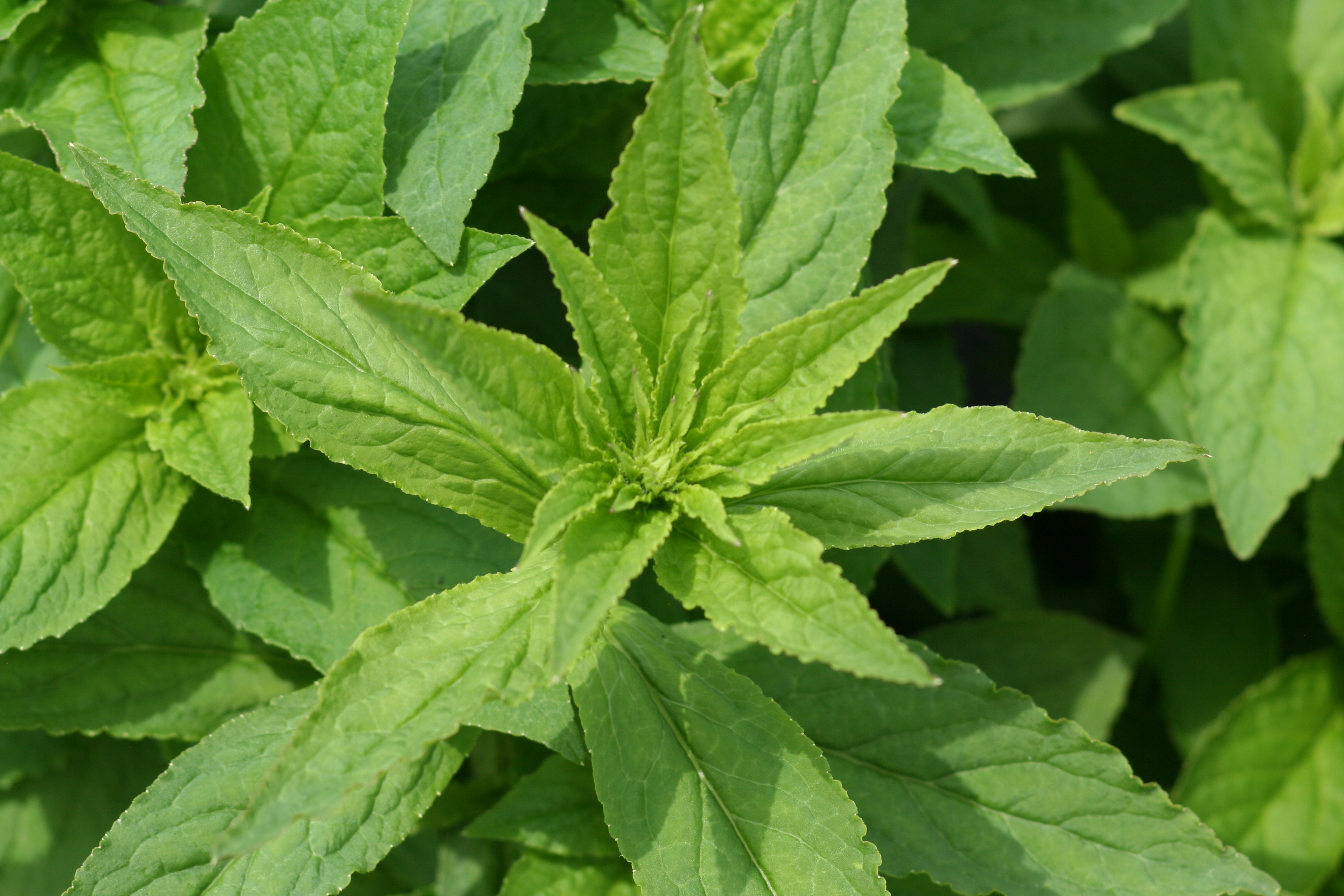 Lobelia siphilitica (great blue lobelia) leaf