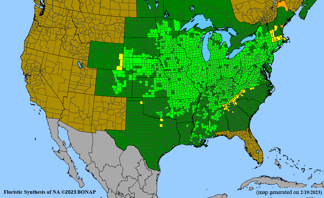 Lobelia siphilitica (great blue lobelia) BONAP map